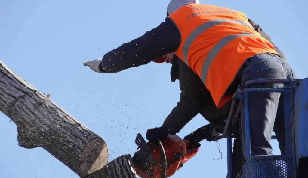 Becoming an Arborist: Embrace Struggle, Seek Challenge
