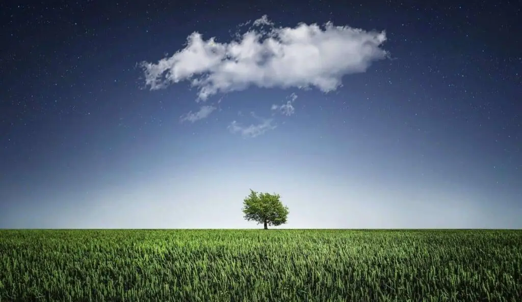How to Save Your Tree When You Build Near It