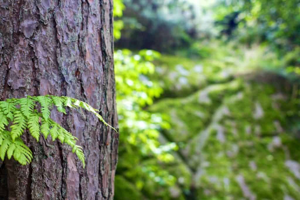 More Than Just Tree Care!
