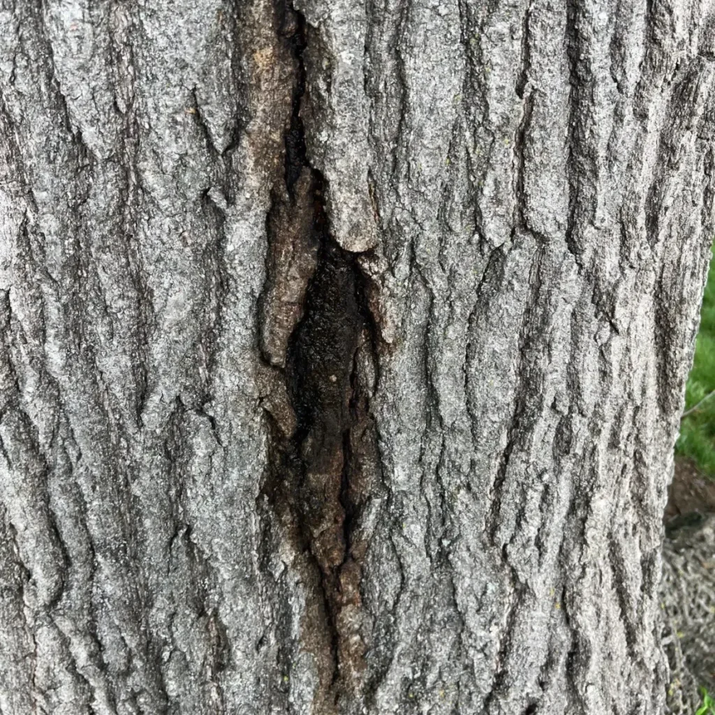 Tree Root Rot in Columbia MO: Signs, Prevention & Treatment for Yard Trees