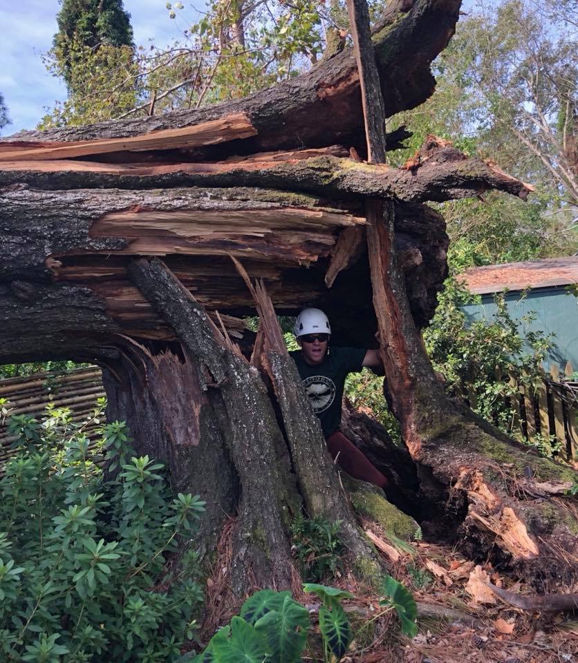 Storm damage, taken down safely