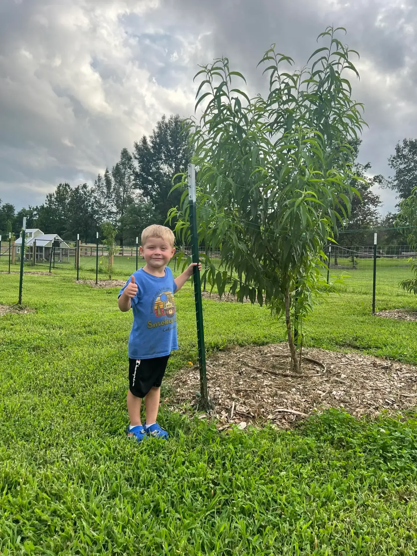 Mulched the right way, young fruit tree