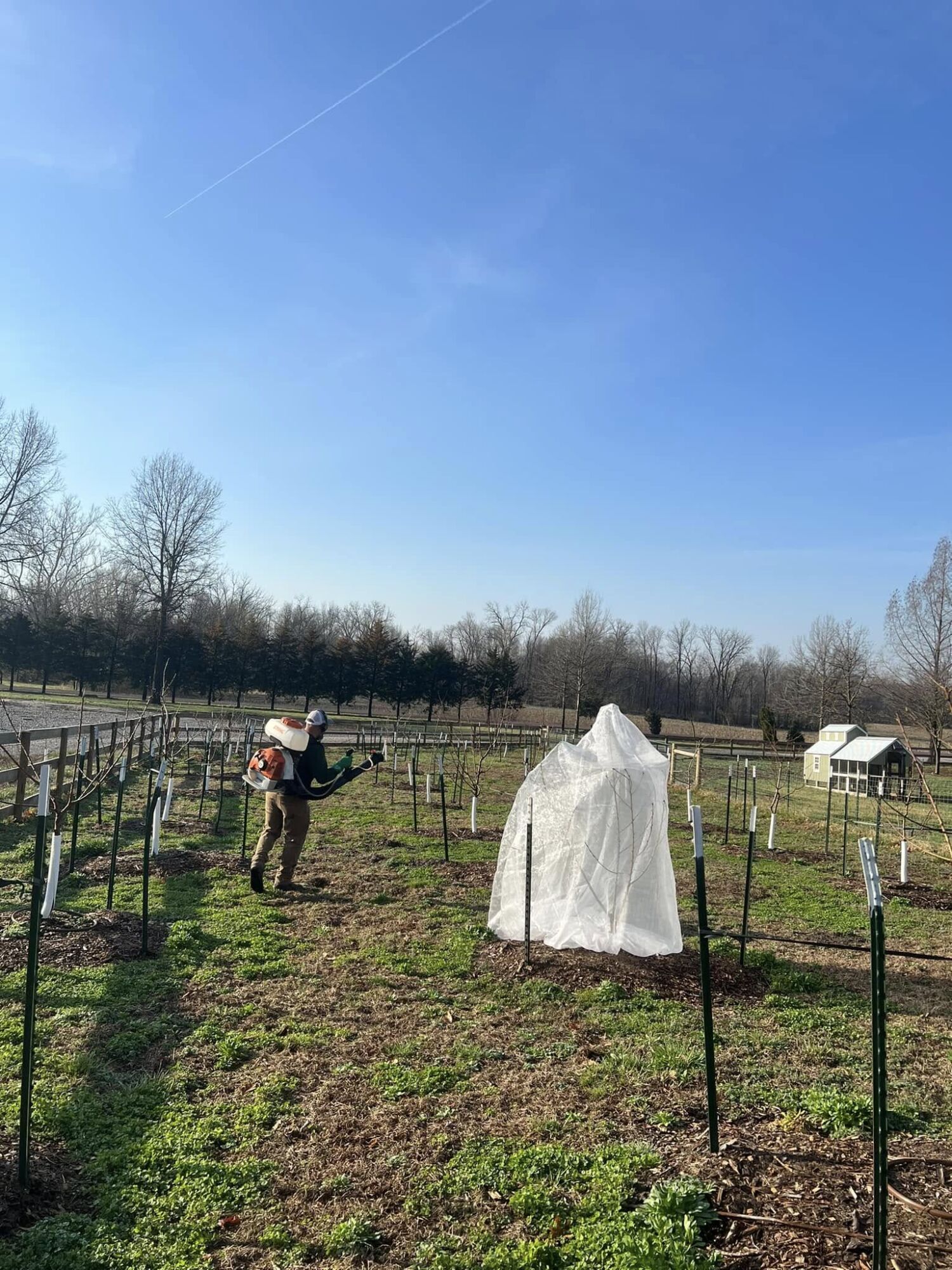 A new orchard, planted and staked