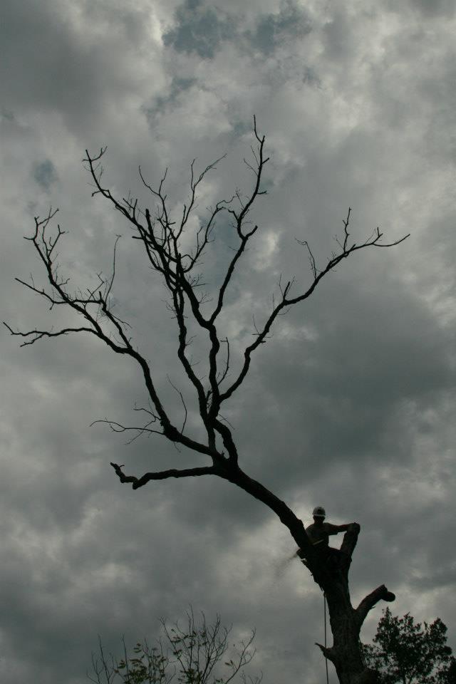 Tree risk assessment