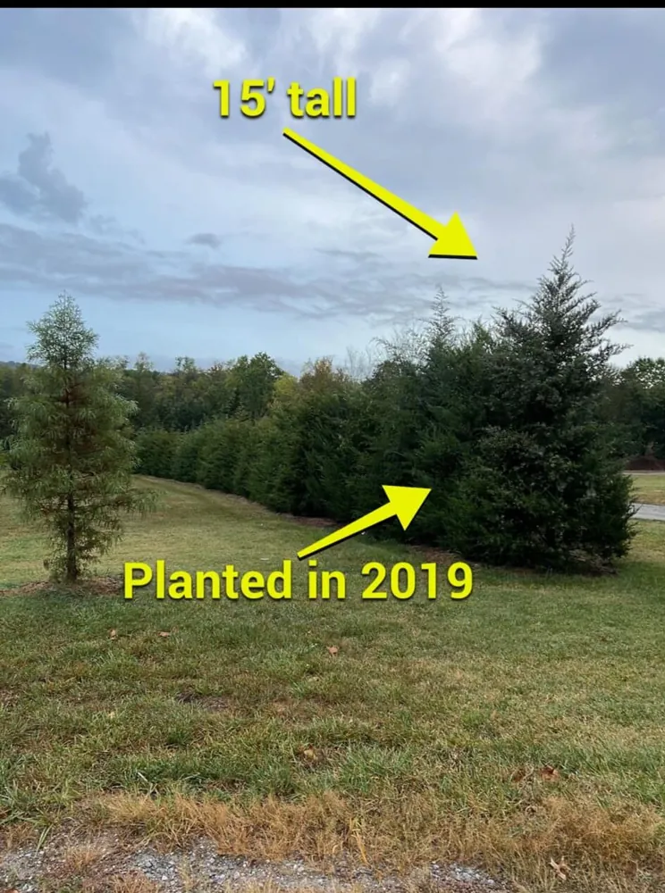 Large volume planting
