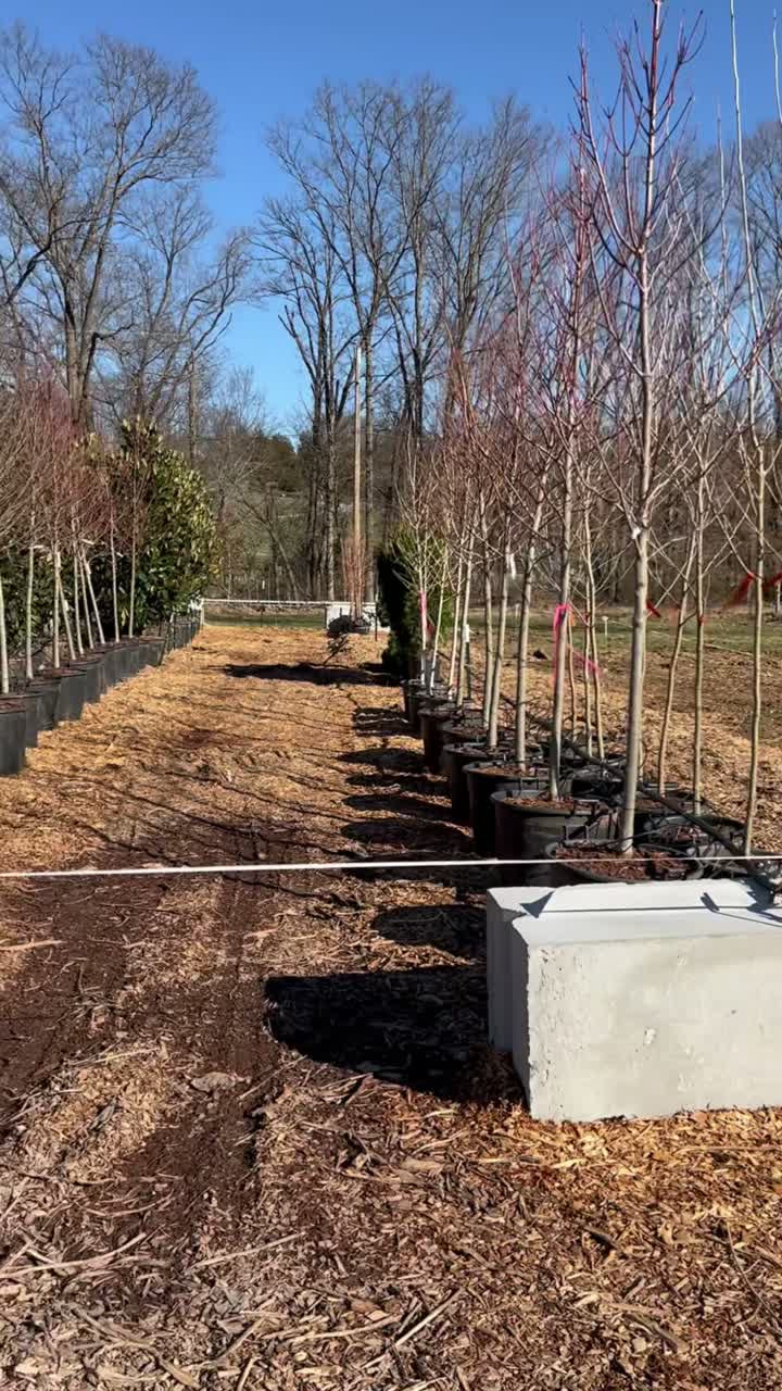 2026 spring nursery is stocked
