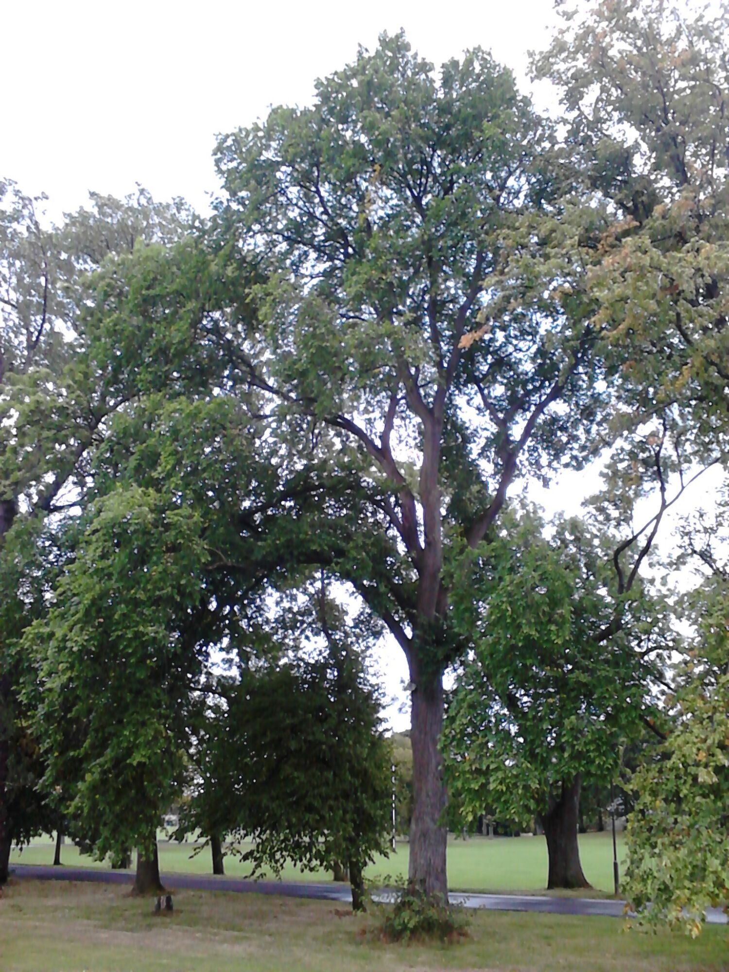 A mature Japanese elm standing on a park lawn with an upright vase shaped crown