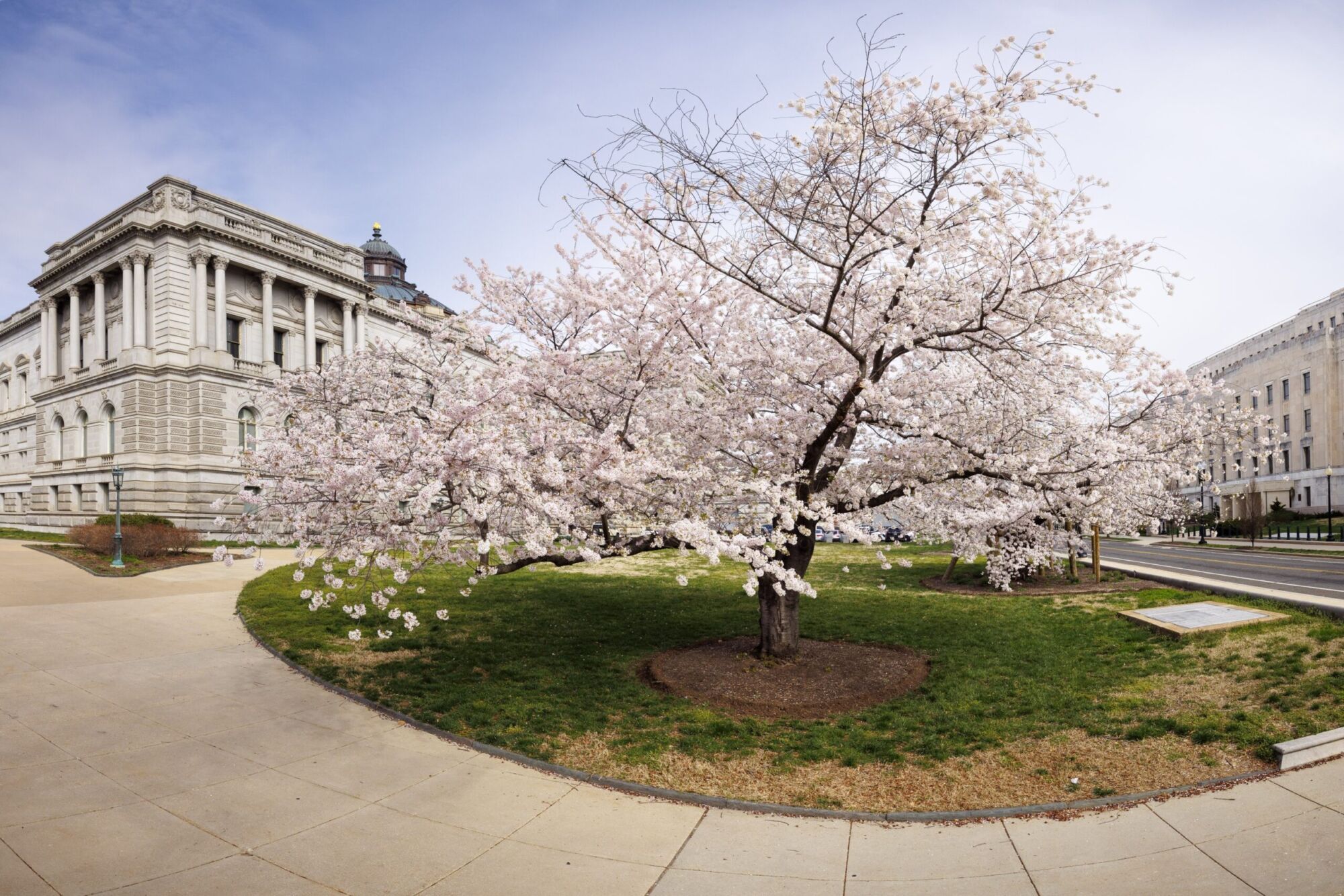 Akebono Flowering Cherry: A whole flowering cherry in full bloom on an open lawn, seen from a distance