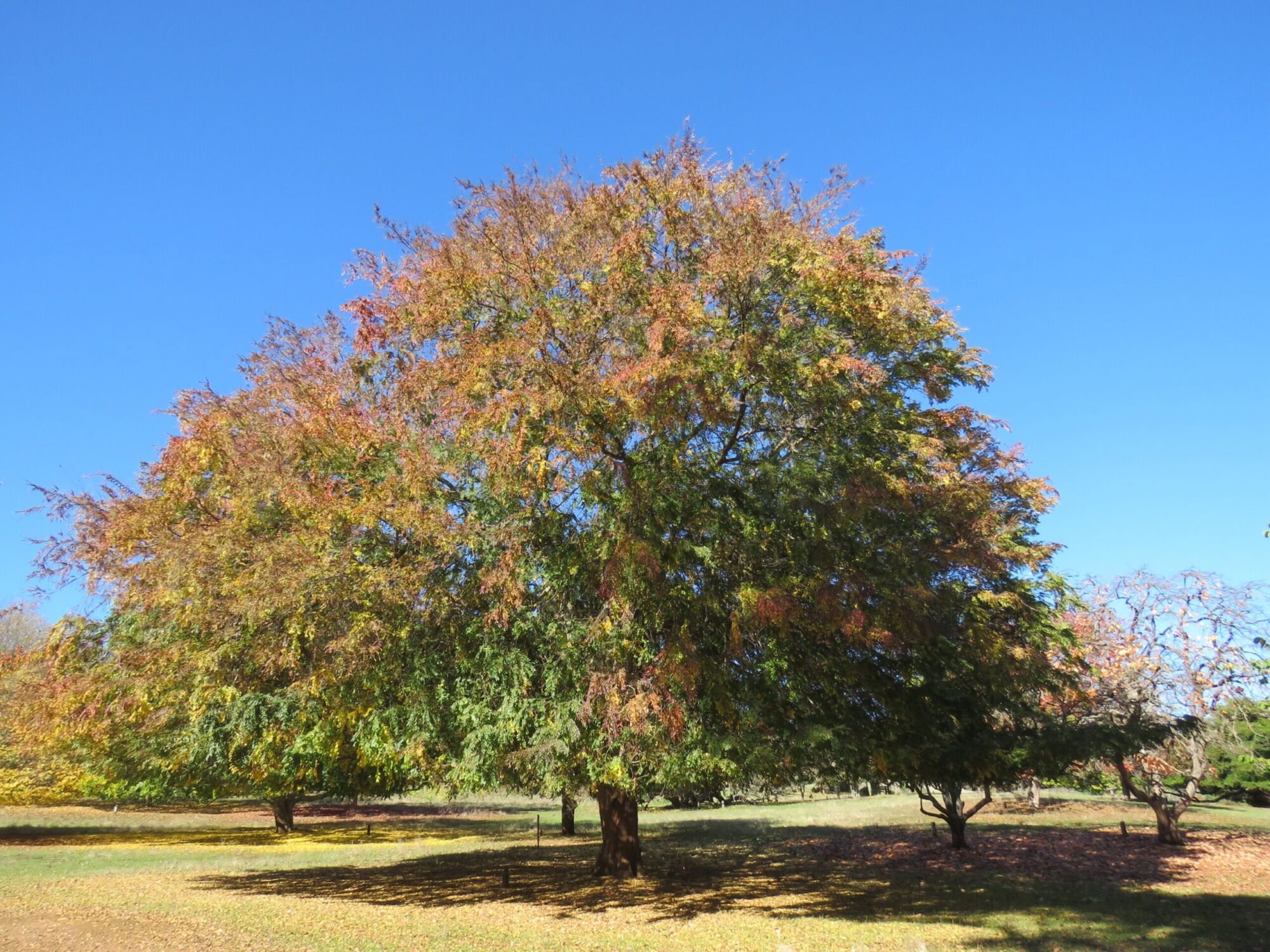 A broad mature lacebark elm on an open lawn with its crown turning rust and gold against a deep blue sky