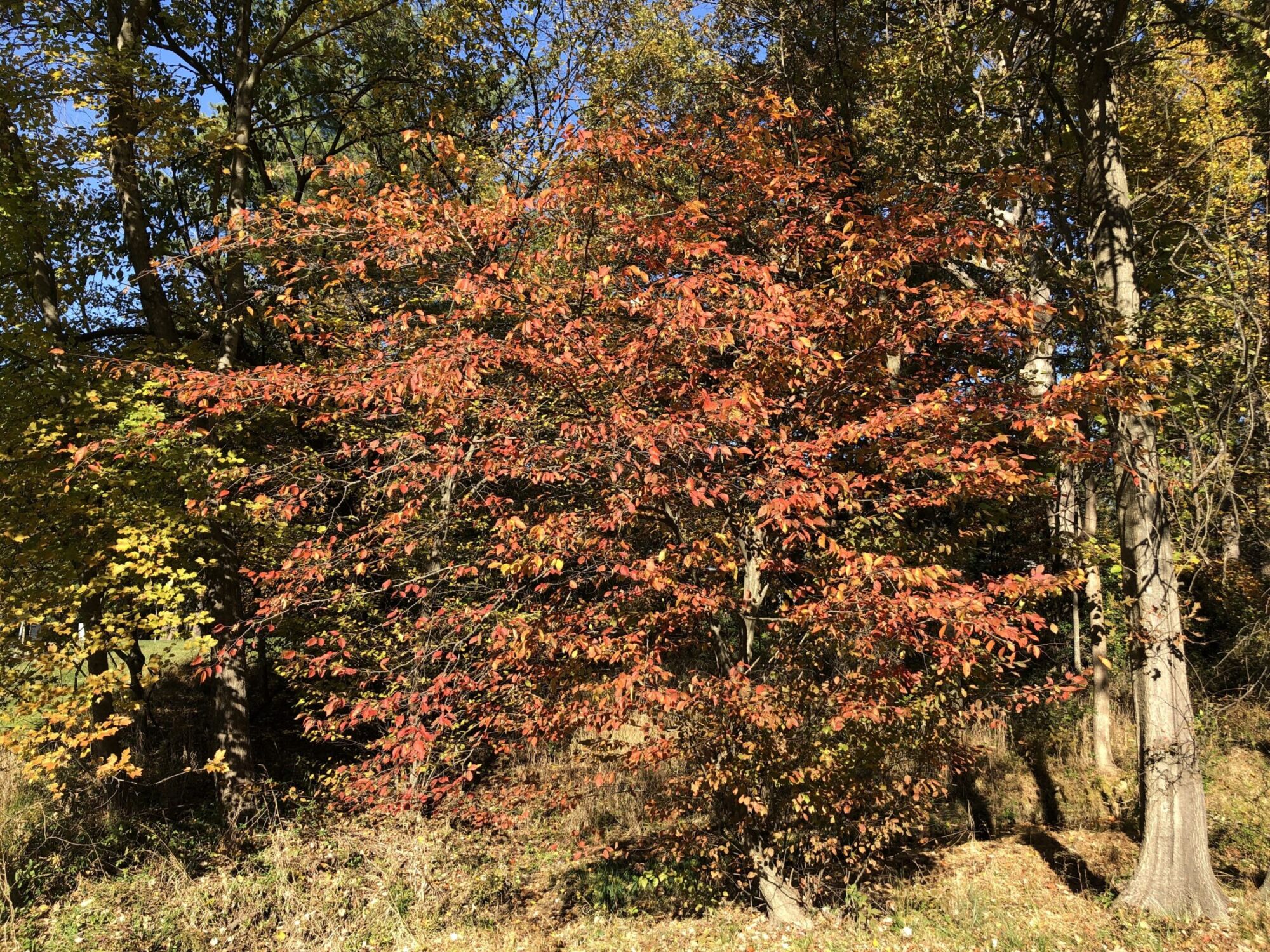American hornbeam: Full tree in orange fall color