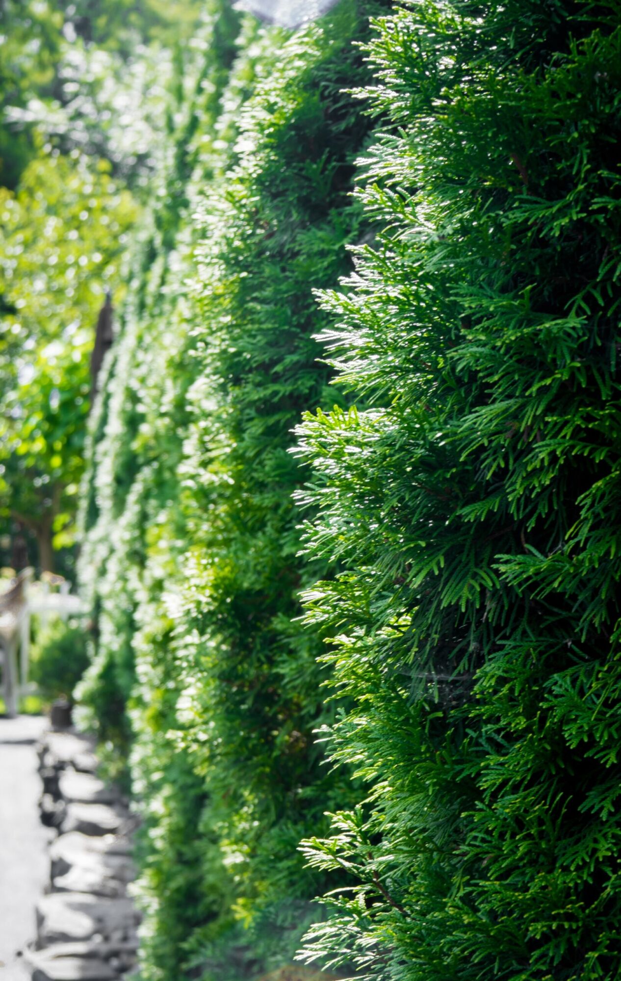 A row of columnar arborvitae grown together into a solid green privacy hedge beside a stone walk
