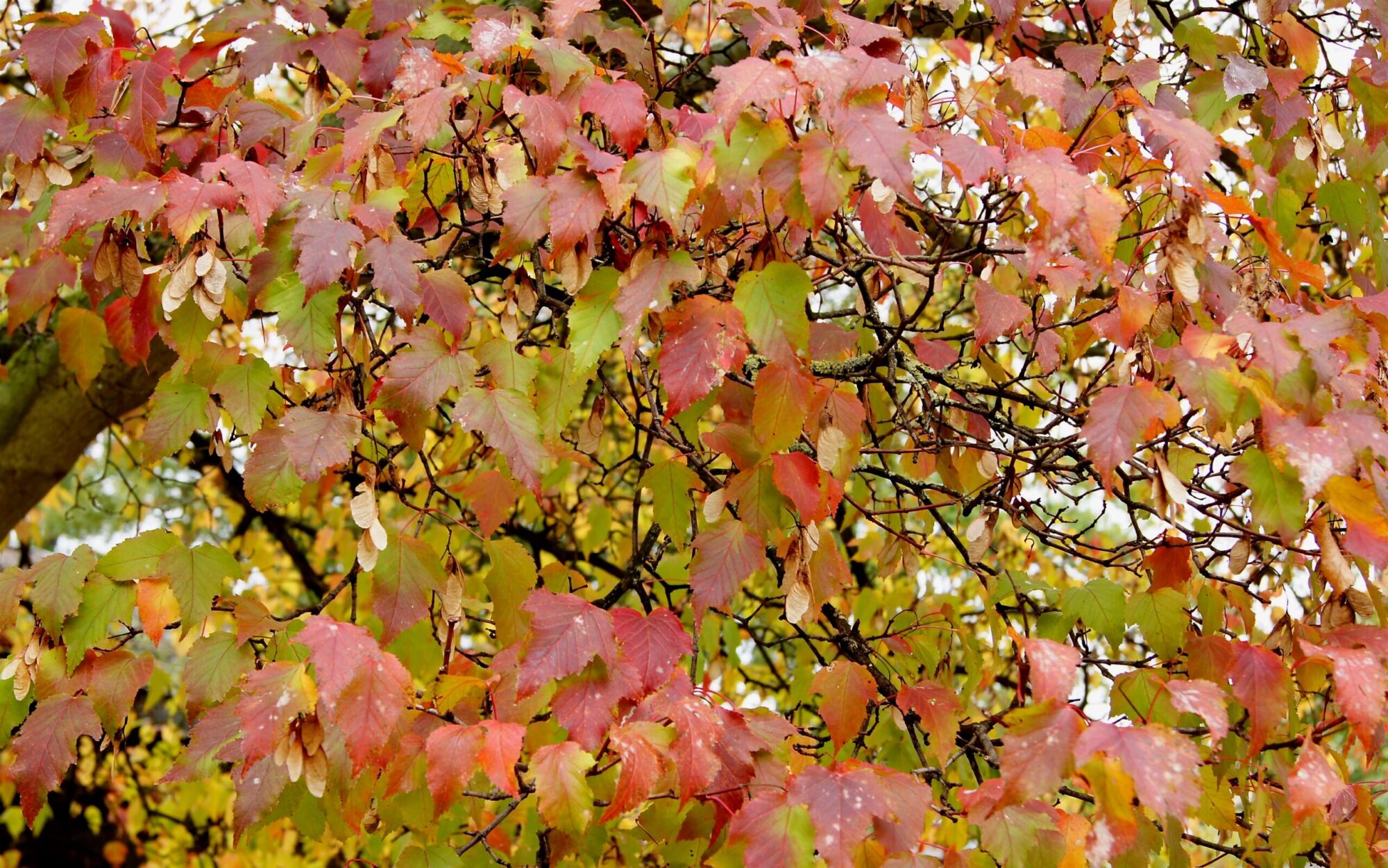 Amur Flame maple: Fall color canopy