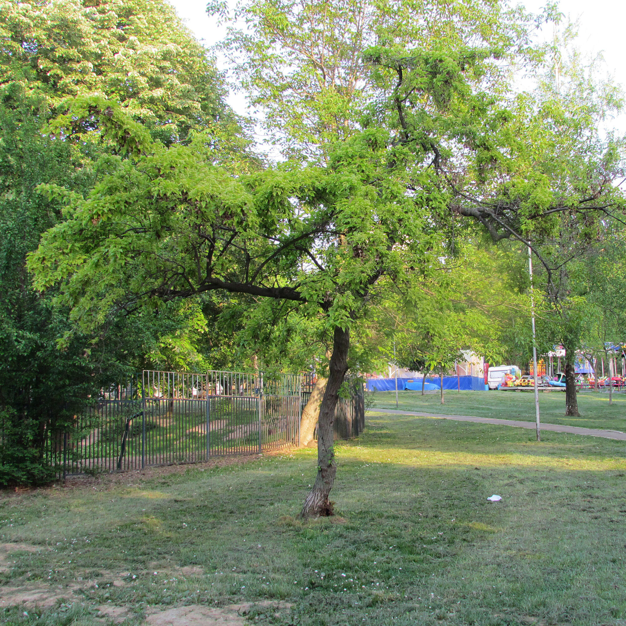 Amur Ruby Slippers maple: Full tree, summer