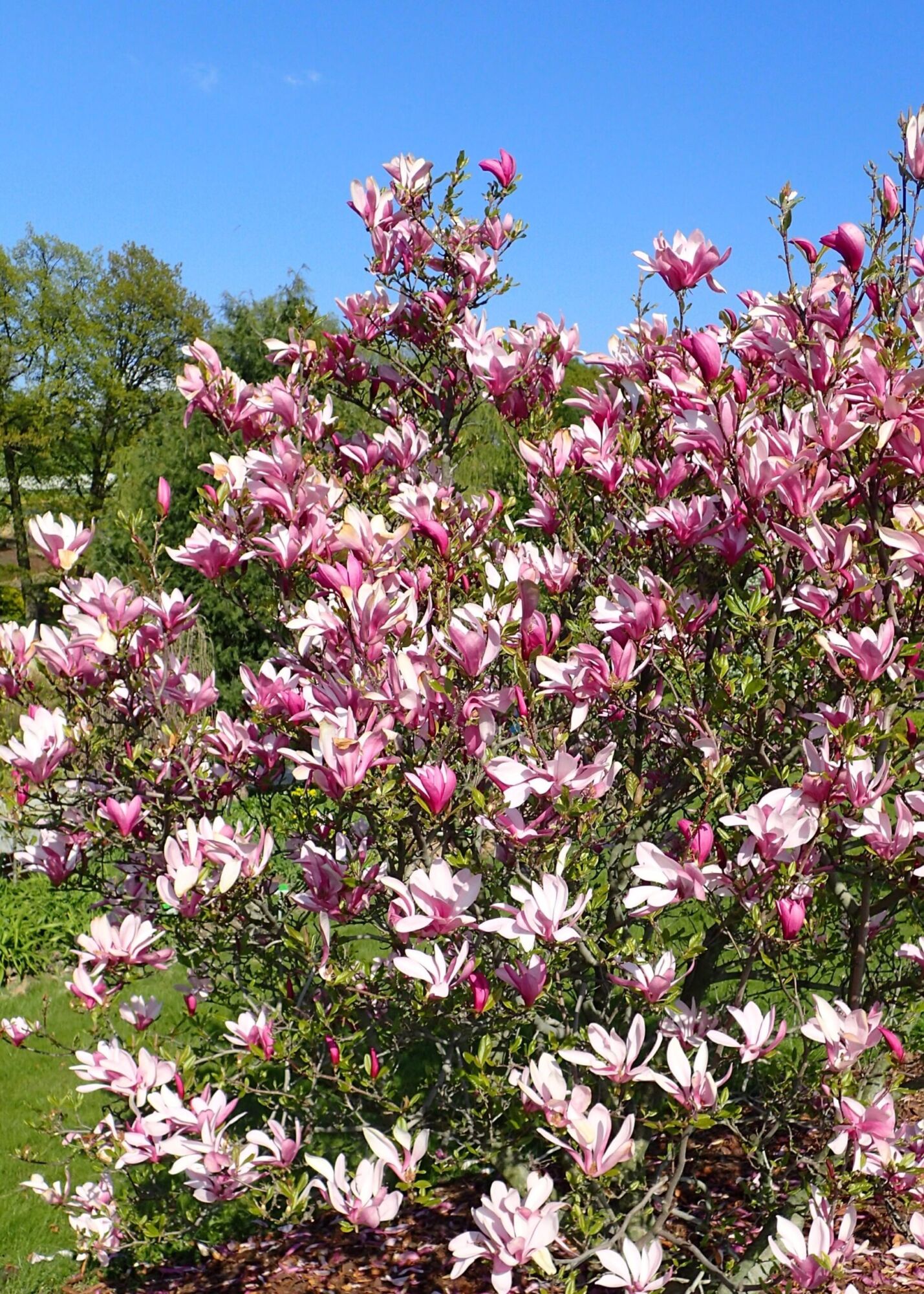 Ann Magnolia: a compact rounded Ann magnolia shrub covered in purple-pink flowers against a blue sky