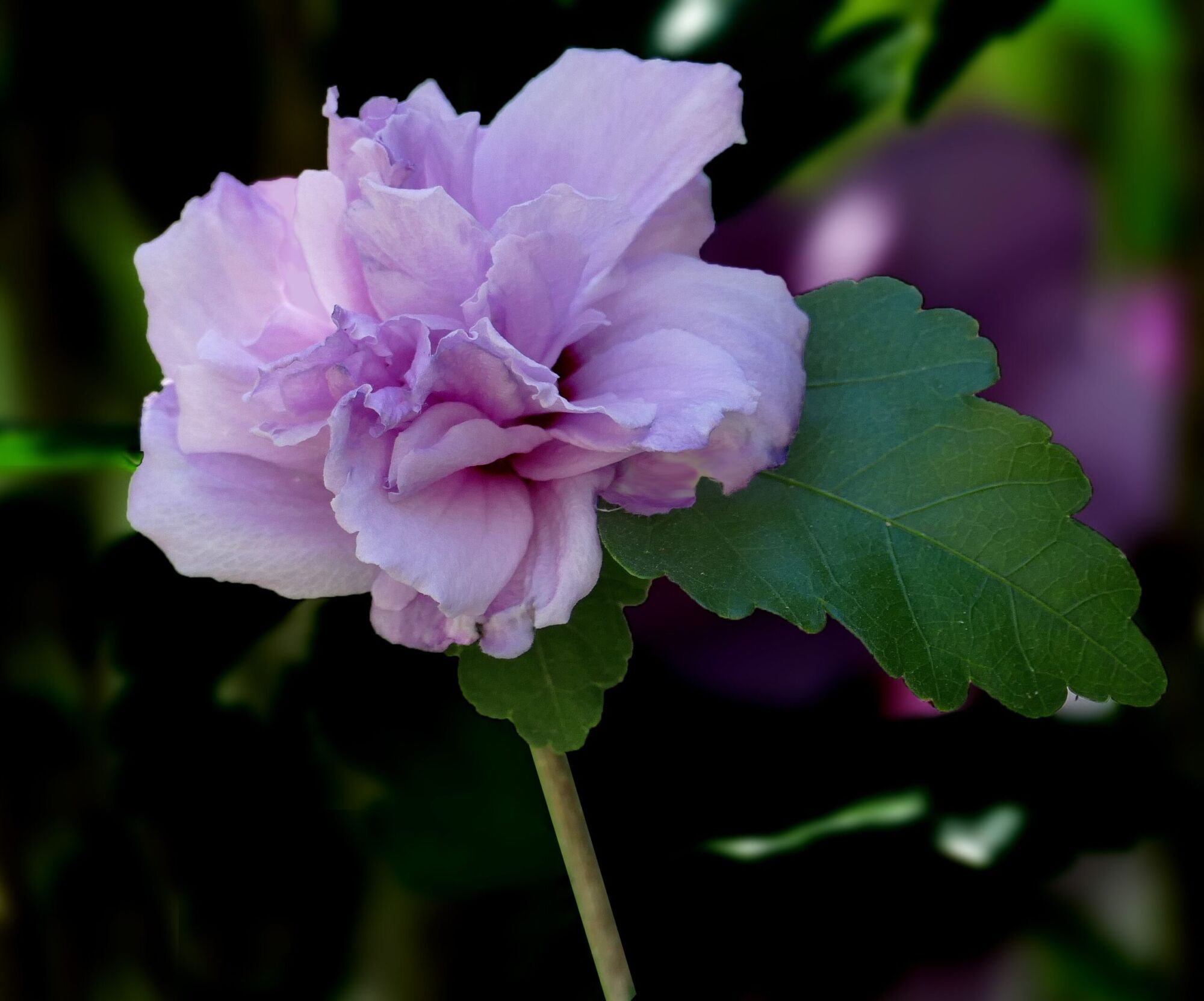 Ardens Rose of Sharon: a fully double lilac purple rose of sharon flower with ruffled inner petals