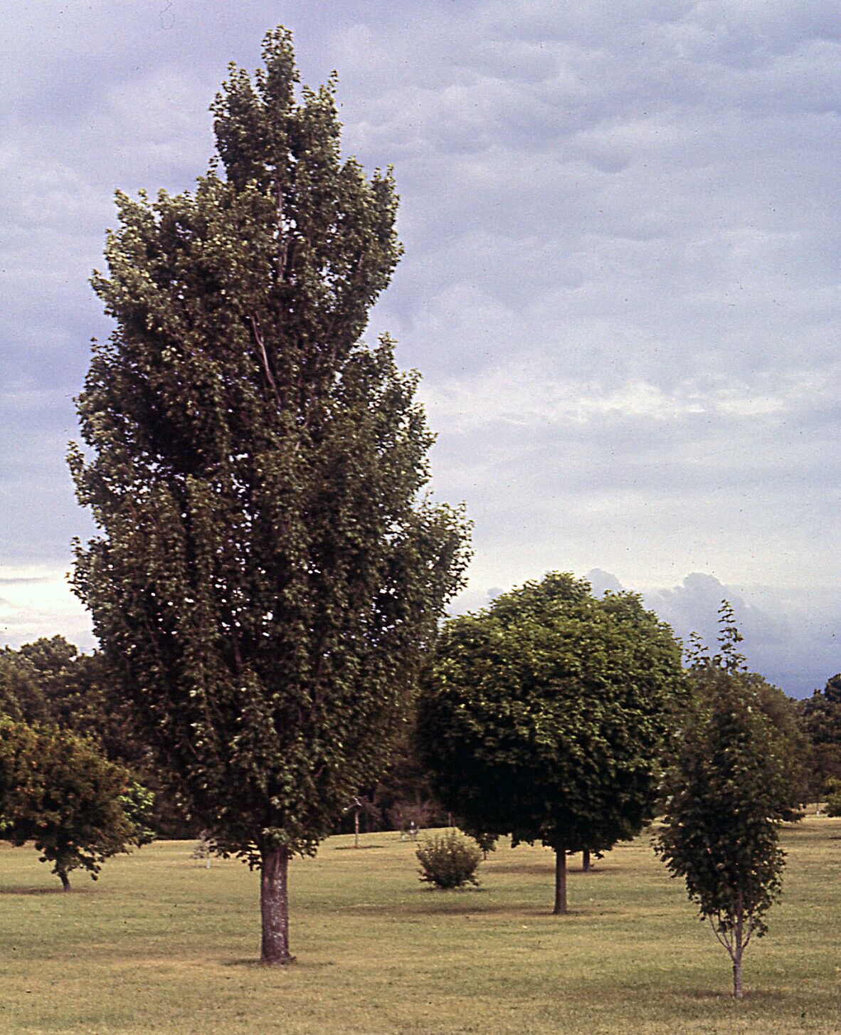 Armstrong maple: Full tree, columnar form