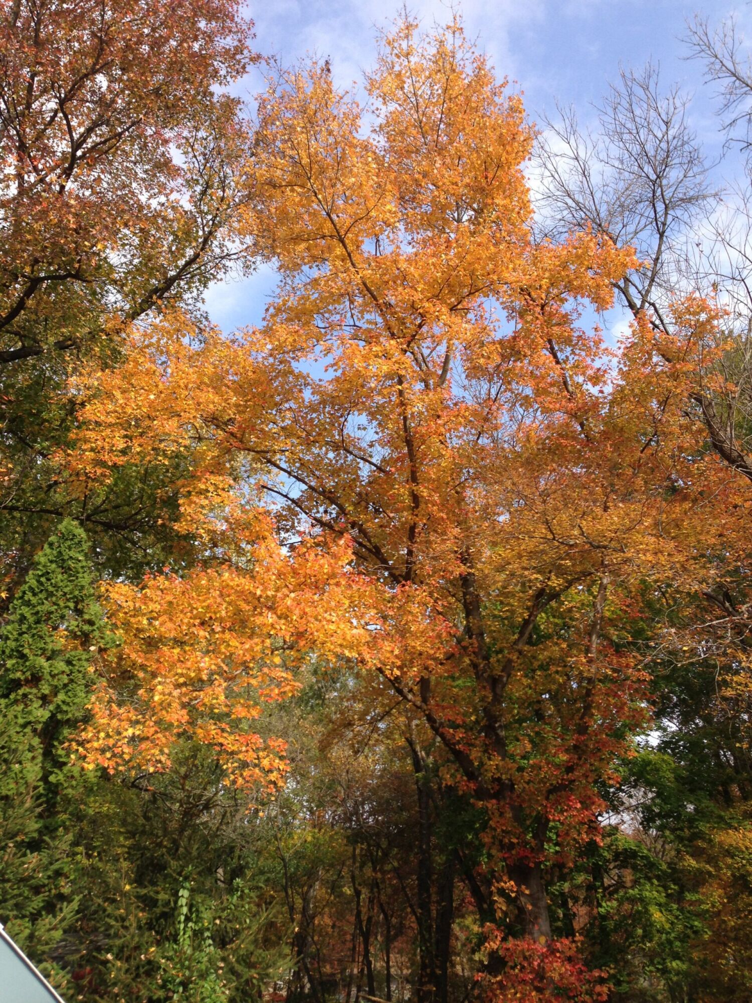 Armstrong Gold maple: Fall color, gold to orange