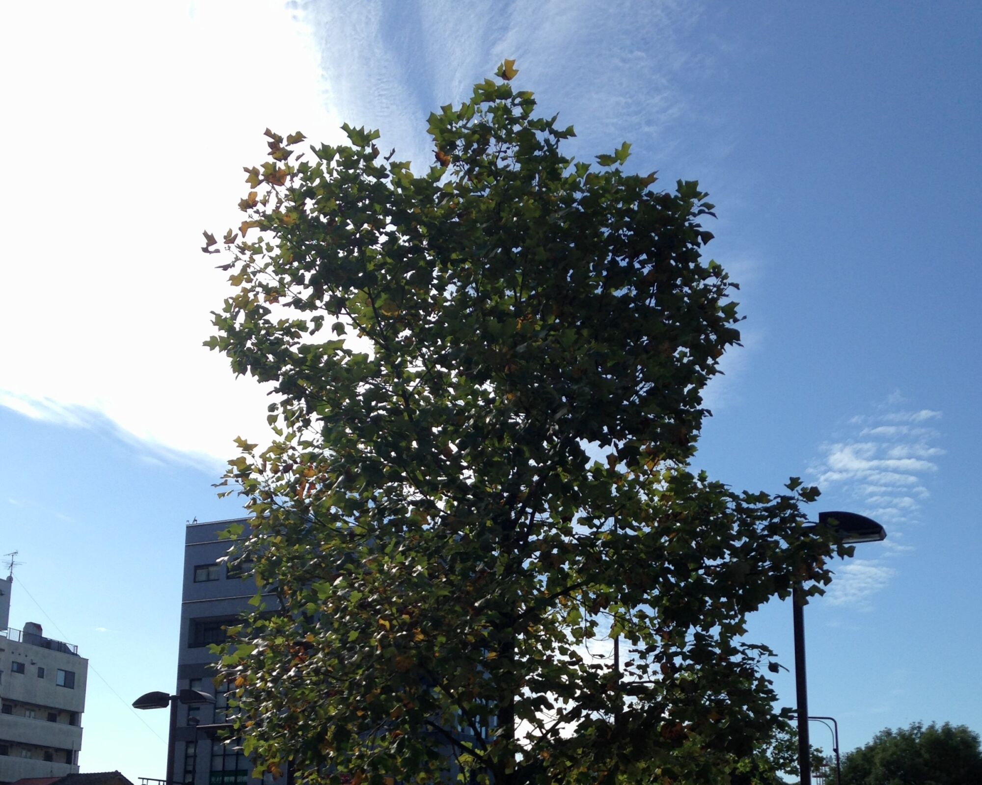 Arnold Tulip Tree: a young tulip tree with a compact upright crown against a clear sky