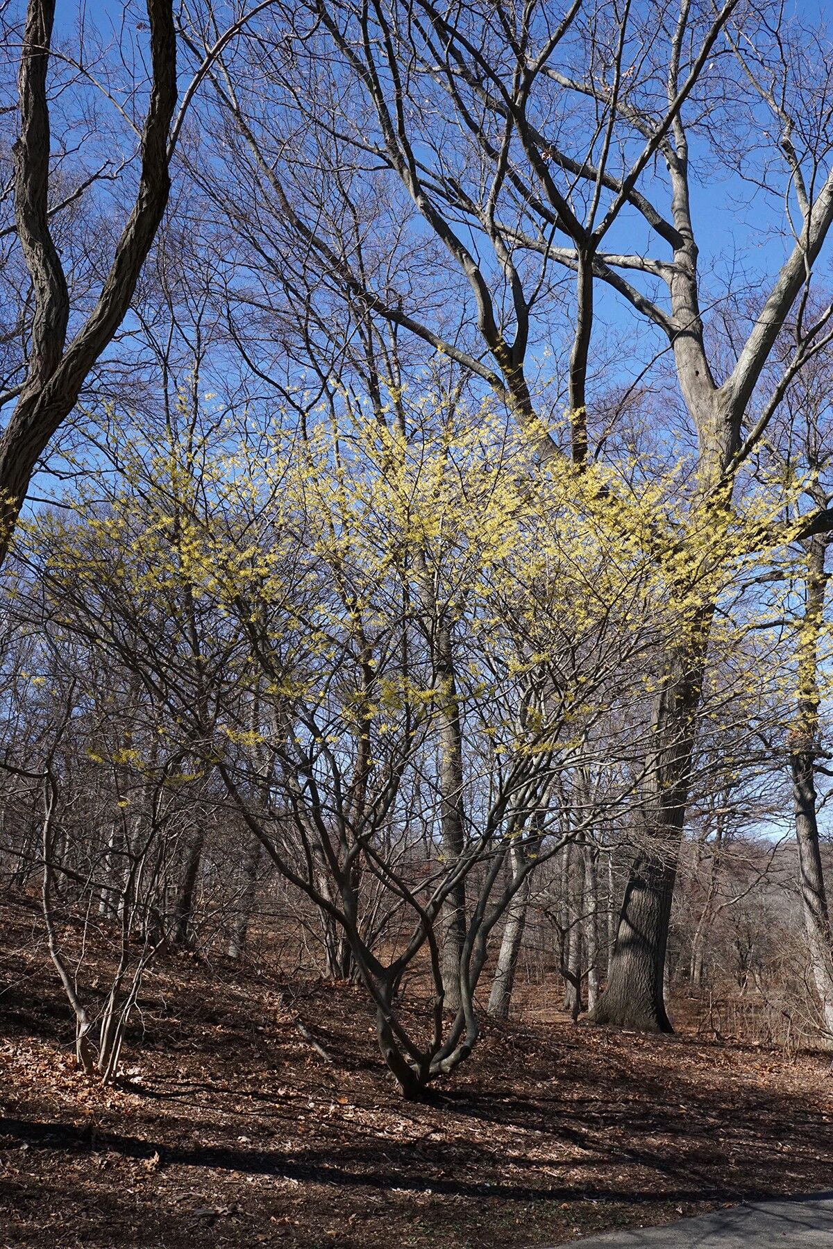 Arnold Promise Witch Hazel: a whole Arnold Promise witch hazel covered in yellow bloom among bare winter woods