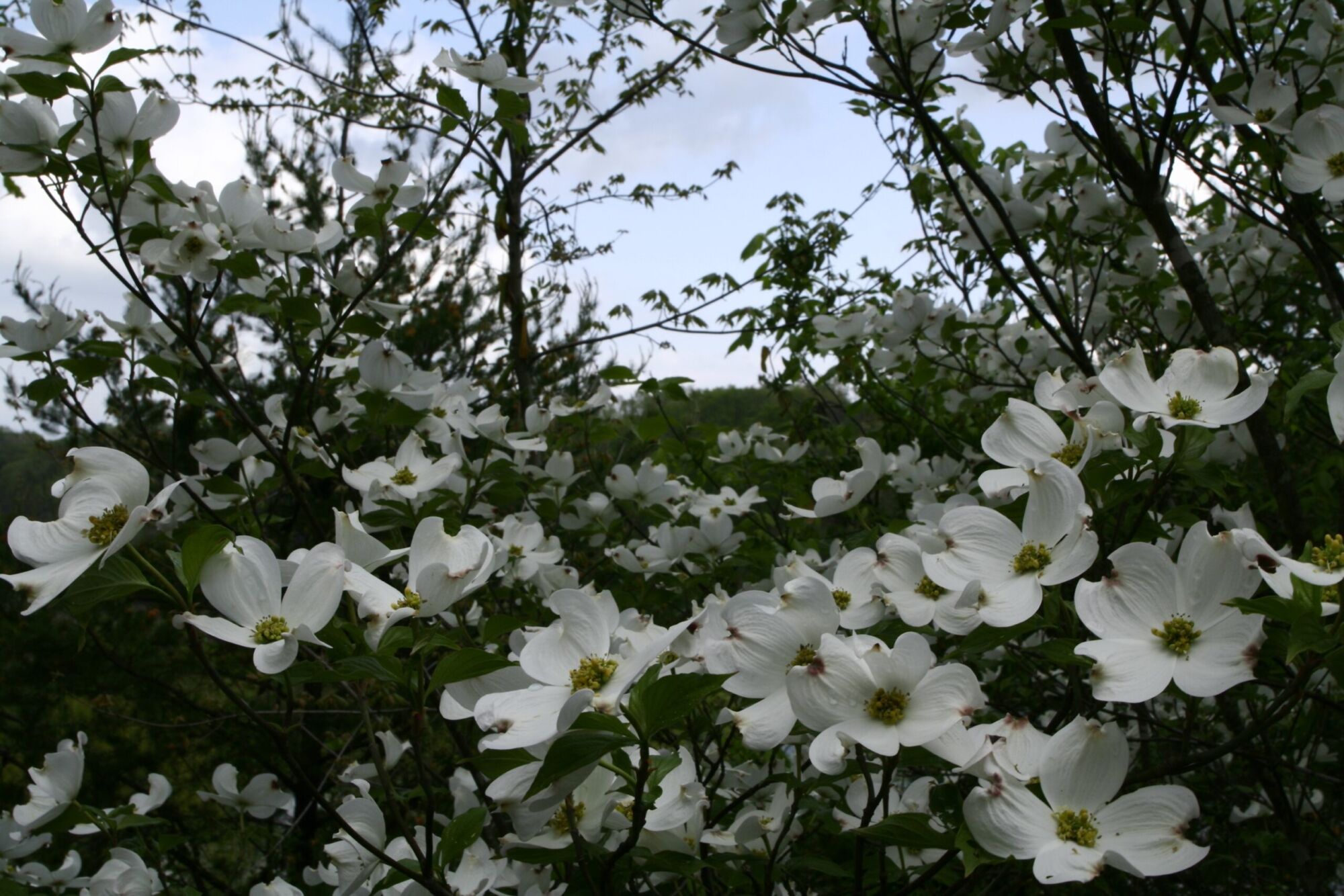Aurora dogwood: Branches massed with white dogwood bloom