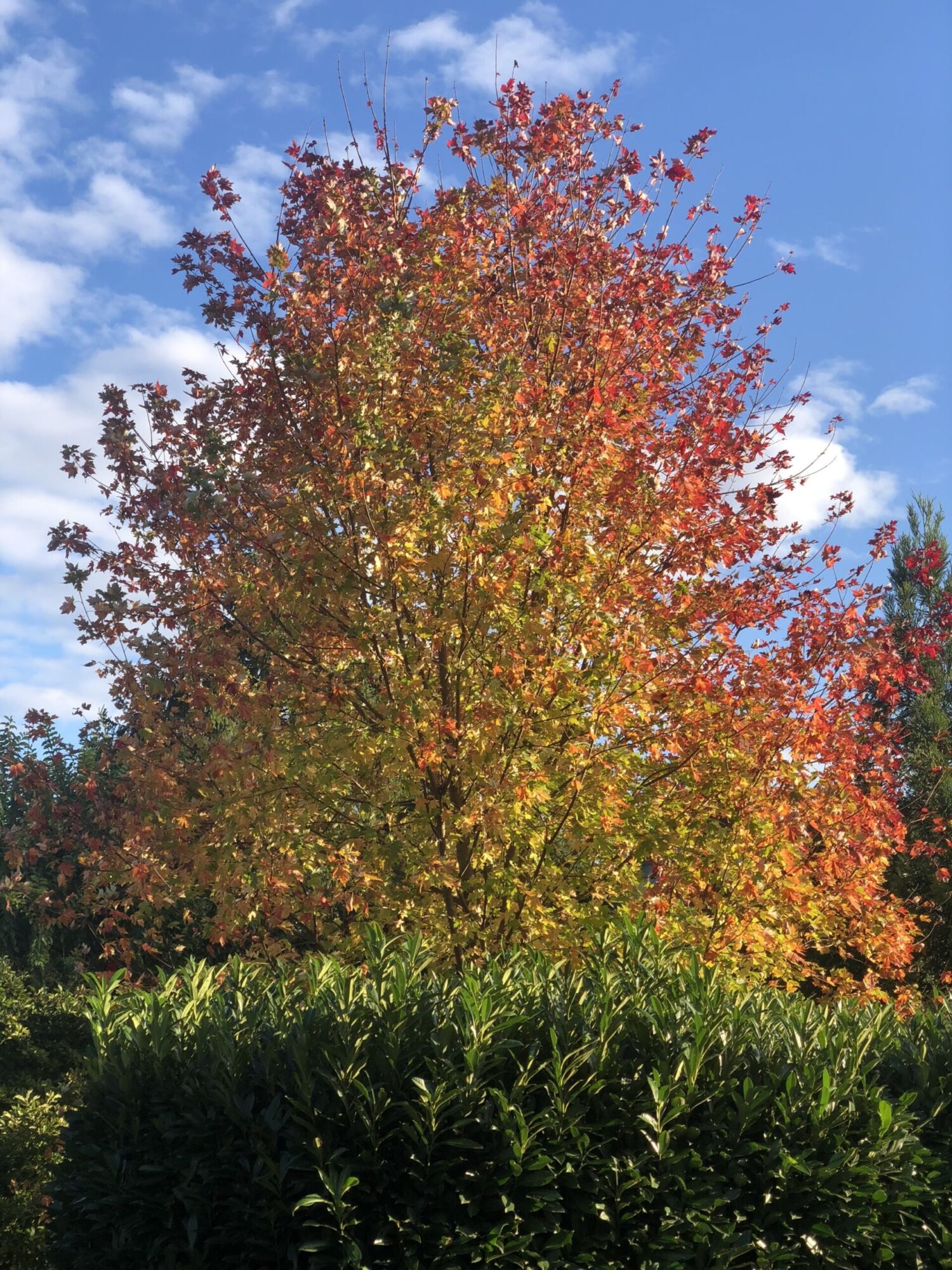 Autumn Blaze maple: full Freeman maple blazing orange-red in fall