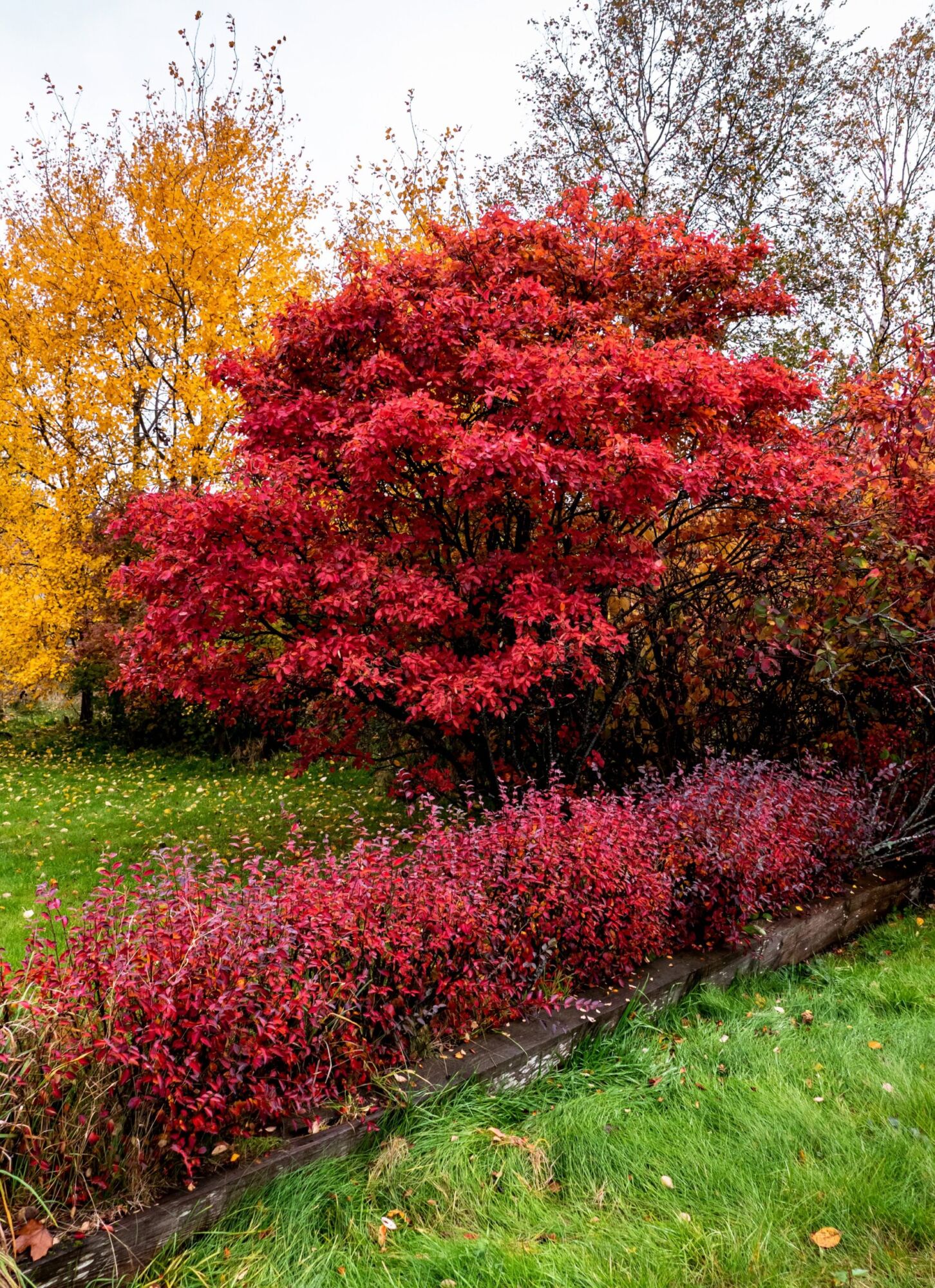 Autumn Brilliance serviceberry: clump-form juneberry in brilliant red fall color
