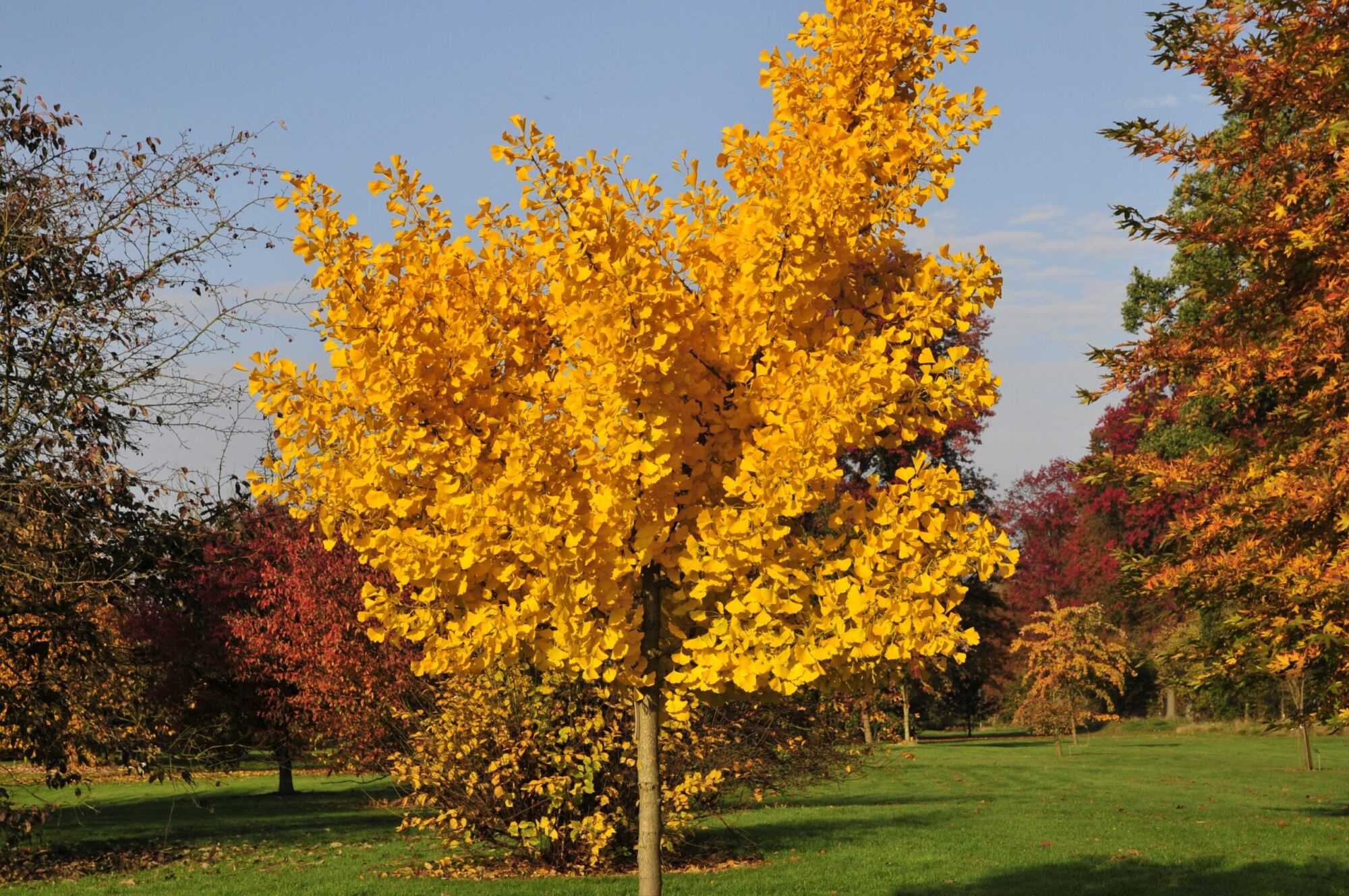 Autumn Gold Ginkgo: symmetrical tree in solid gold fall color