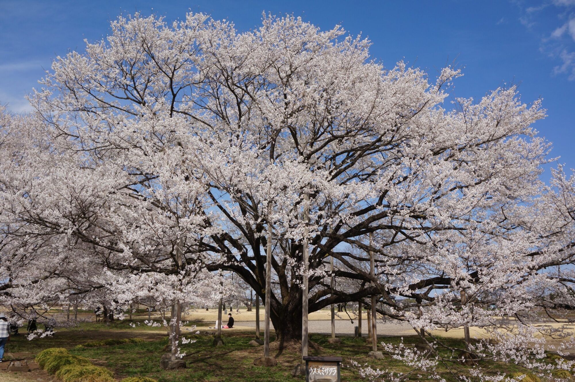 Autumnalis Flowering Cherry: a very large Higan cherry covered in white bloom with a broad rounded crown against blue sky