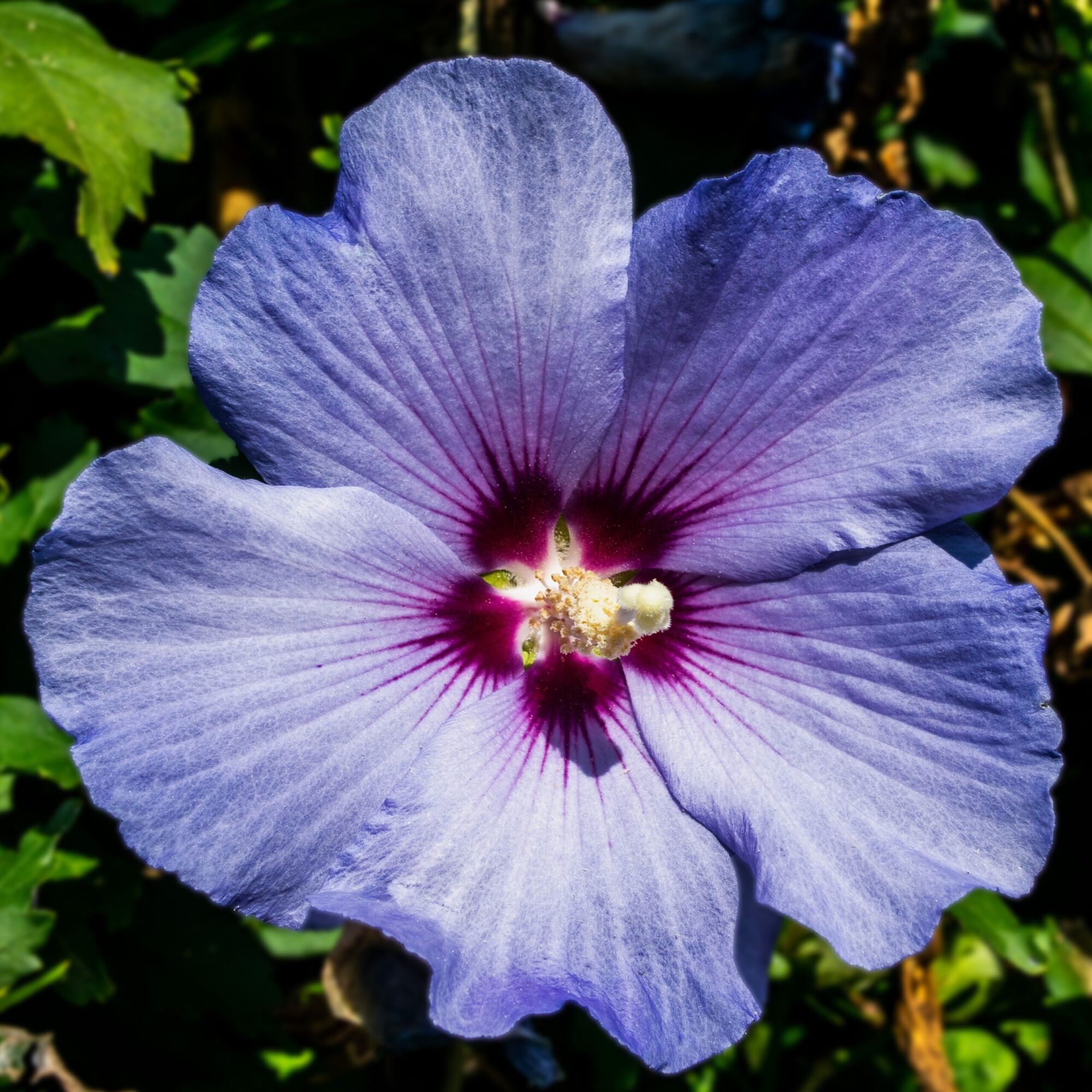 Azurri Blue Satin Rose of Sharon: a large single blue rose of sharon flower with a magenta star at the throat