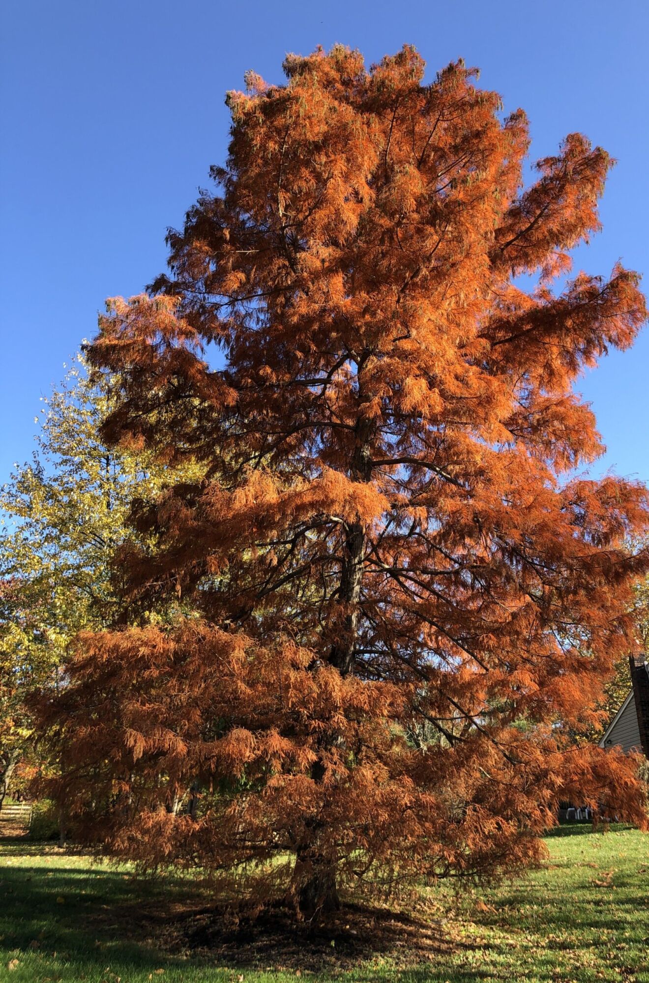 A mature bald cypress in a front yard turned cinnamon orange in November against a blue sky