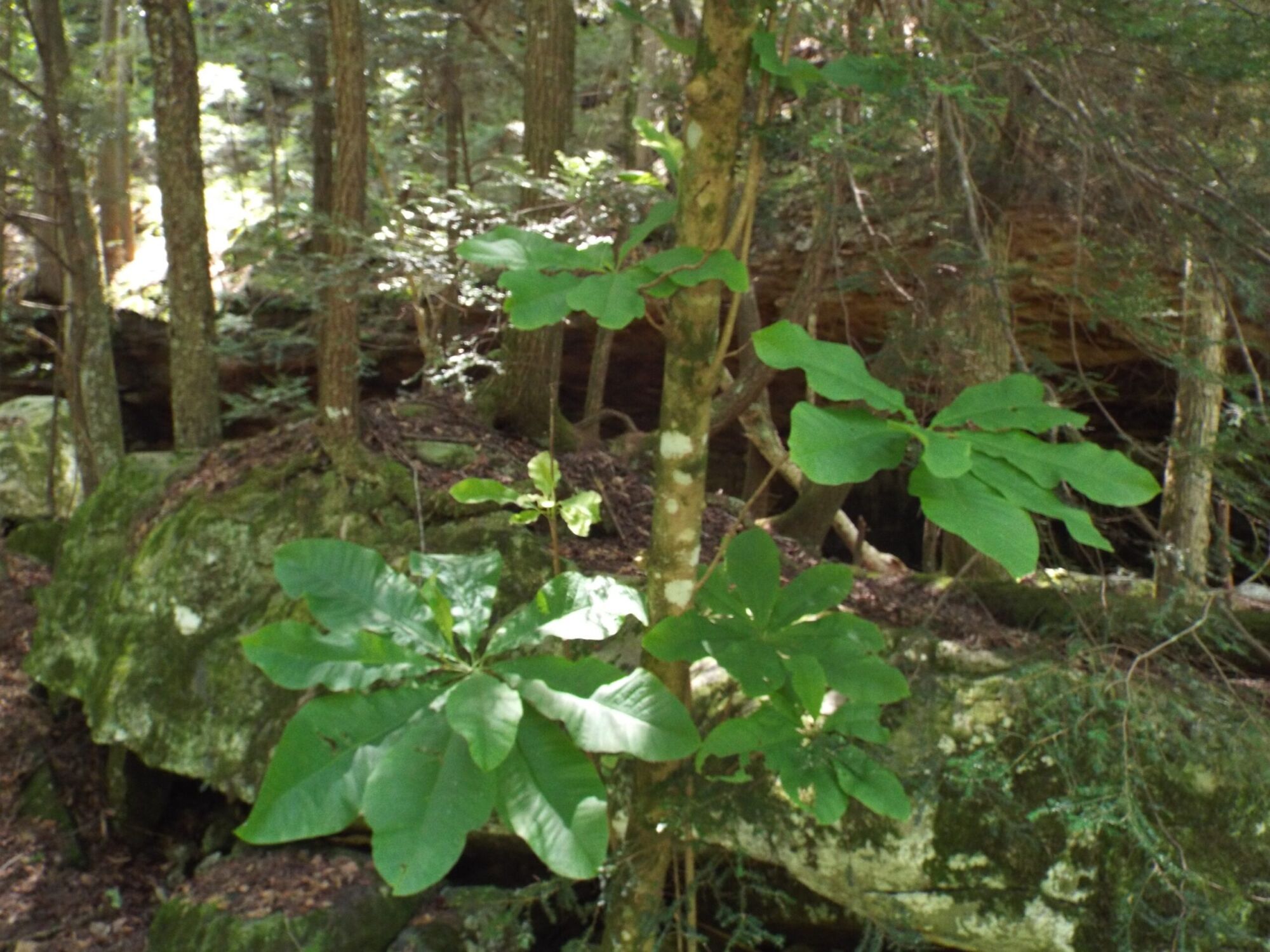 Bigleaf Magnolia: young bigleaf magnolias in a rocky wooded ravine showing their umbrella-like whorls of huge leaves