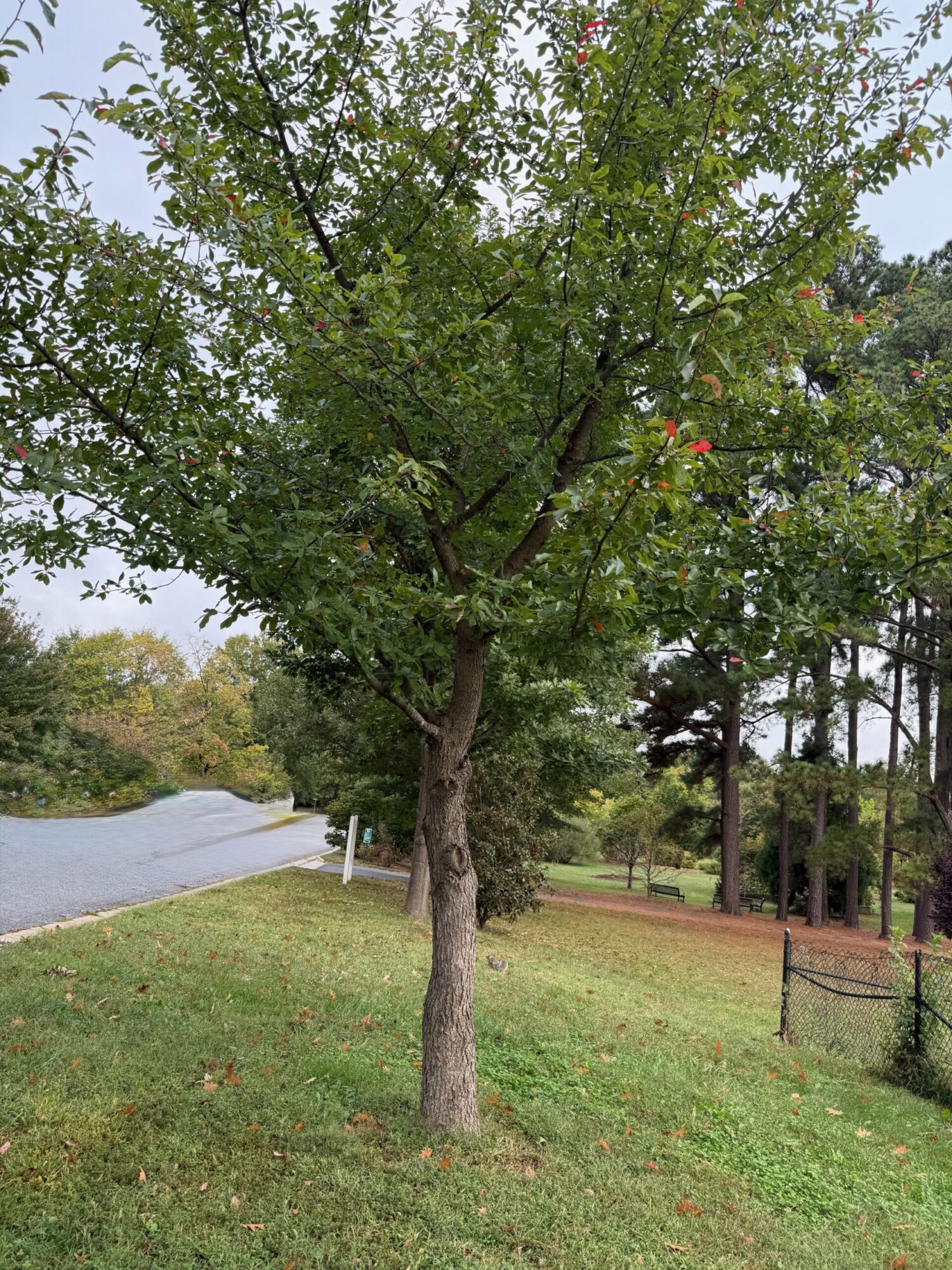 Black Gum: a young black gum tree growing in a park lawn with distinctly horizontal branches and a few leaves already turning red