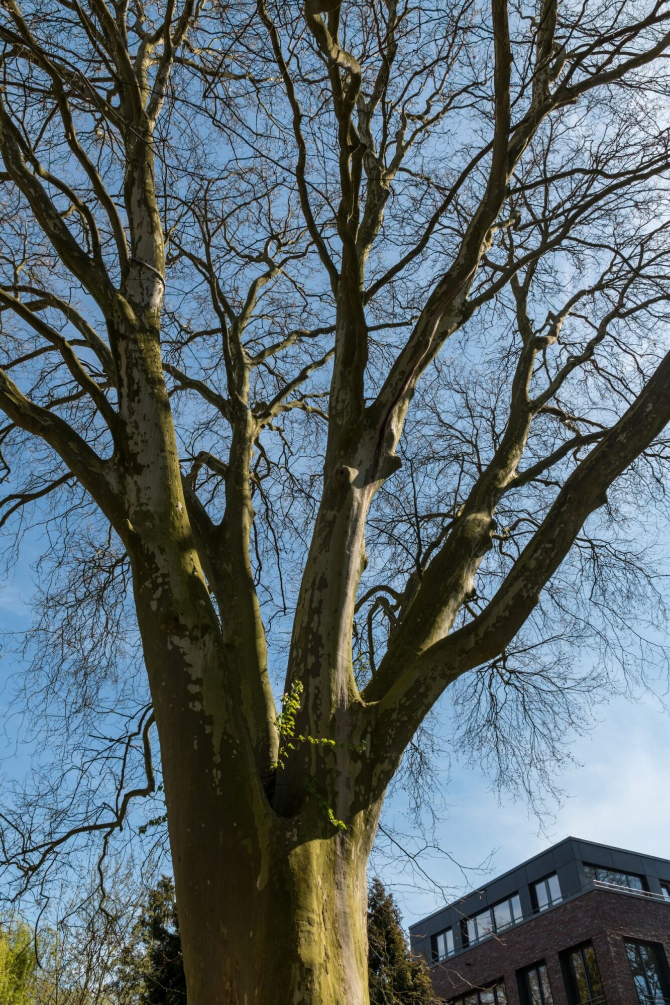 Bloodgood London Planetree: a large London planetree in winter showing its pale mottled trunk and massive spreading limbs beside a building