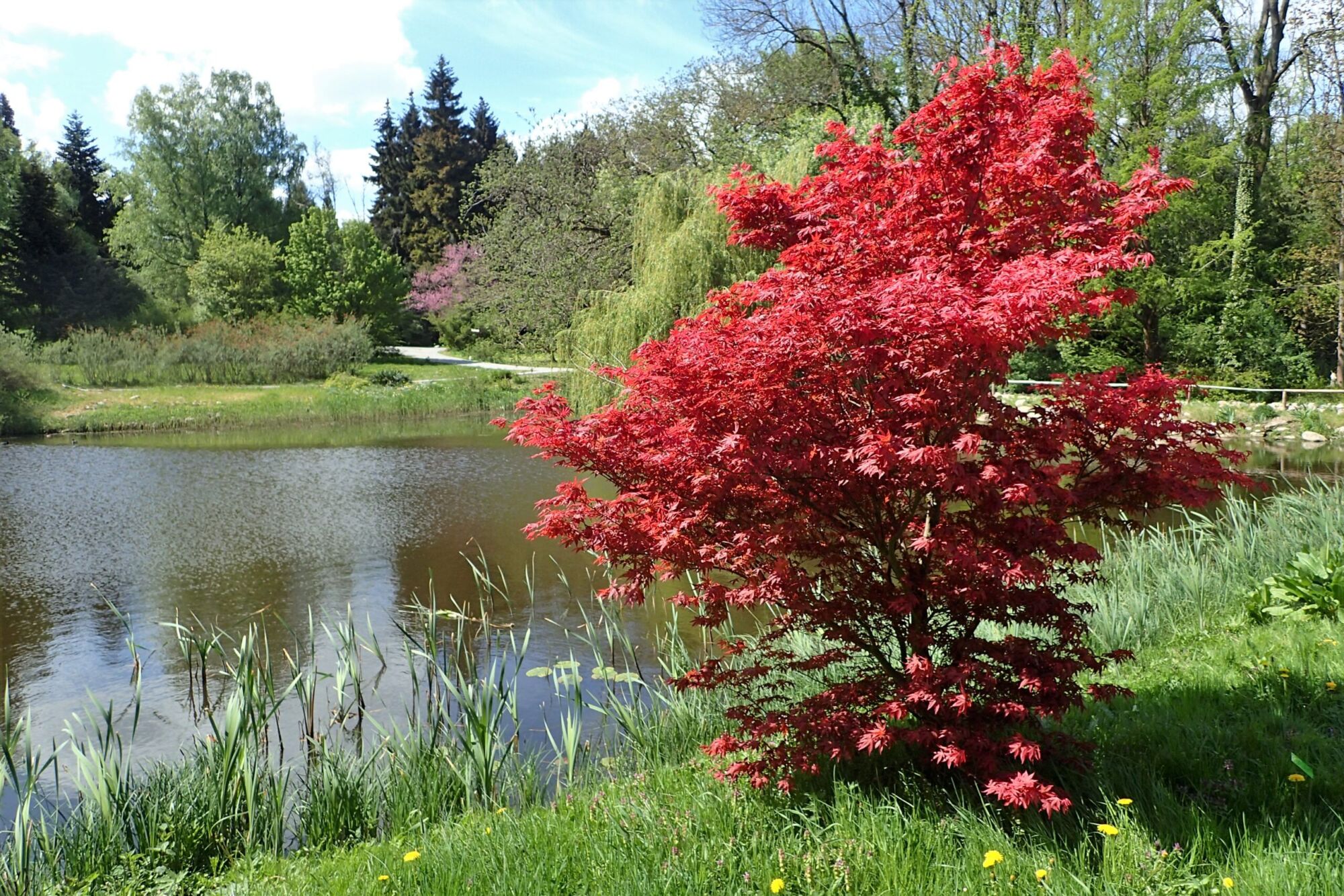 Bloodgood Japanese maple: Full tree by the pond