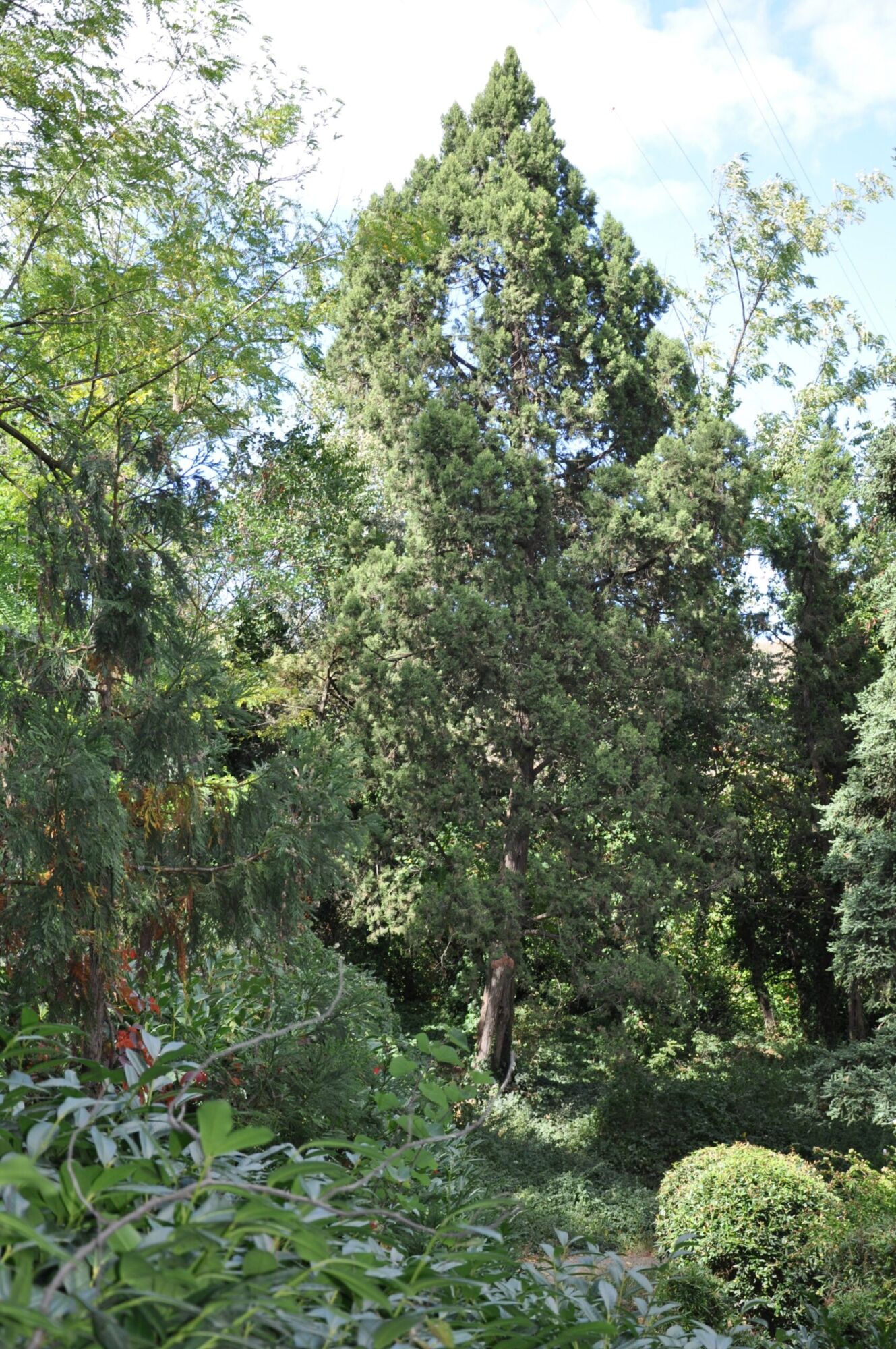 Blue Point Juniper: a mature Chinese juniper holding a dense, narrow pyramid against open sky