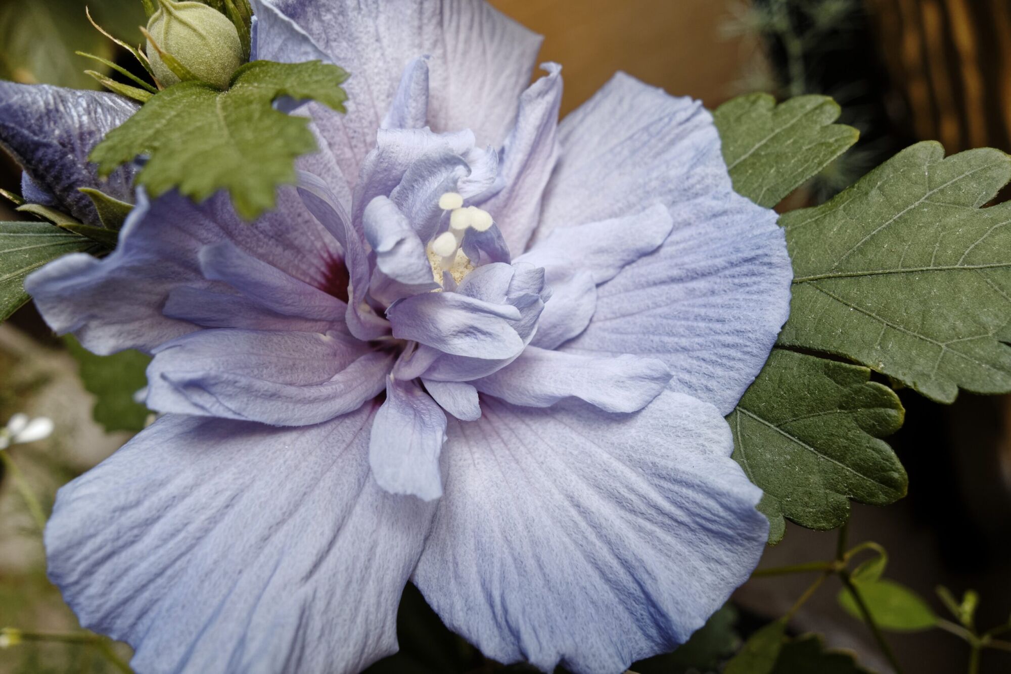 Blue Chiffon Rose of Sharon: a powder blue anemone form flower with a ruffled lacy center and a bud alongside