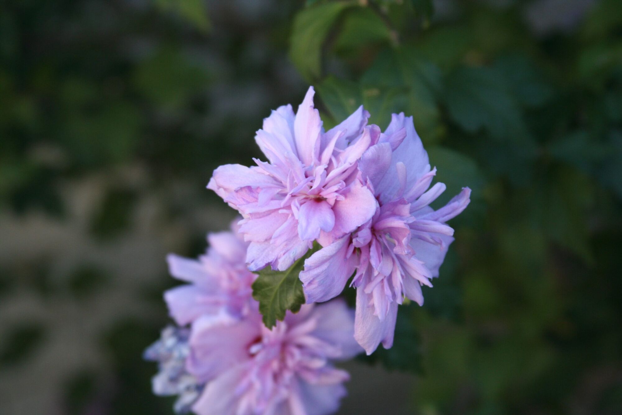 Blushing Bride Rose of Sharon: a cluster of soft pink double rose of sharon flowers on a branch