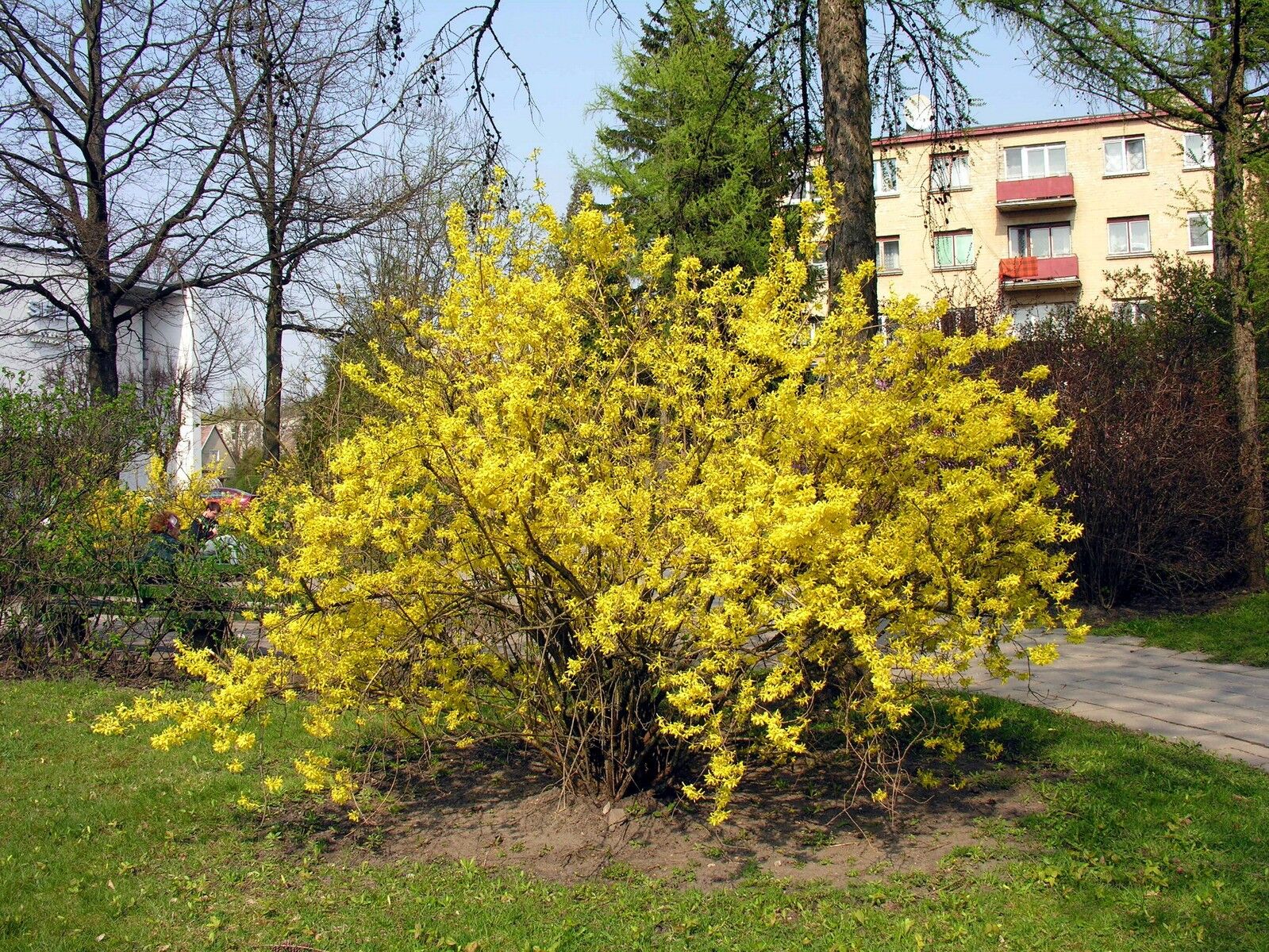 Border Forsythia: full shrub covered in gold flowers in early spring