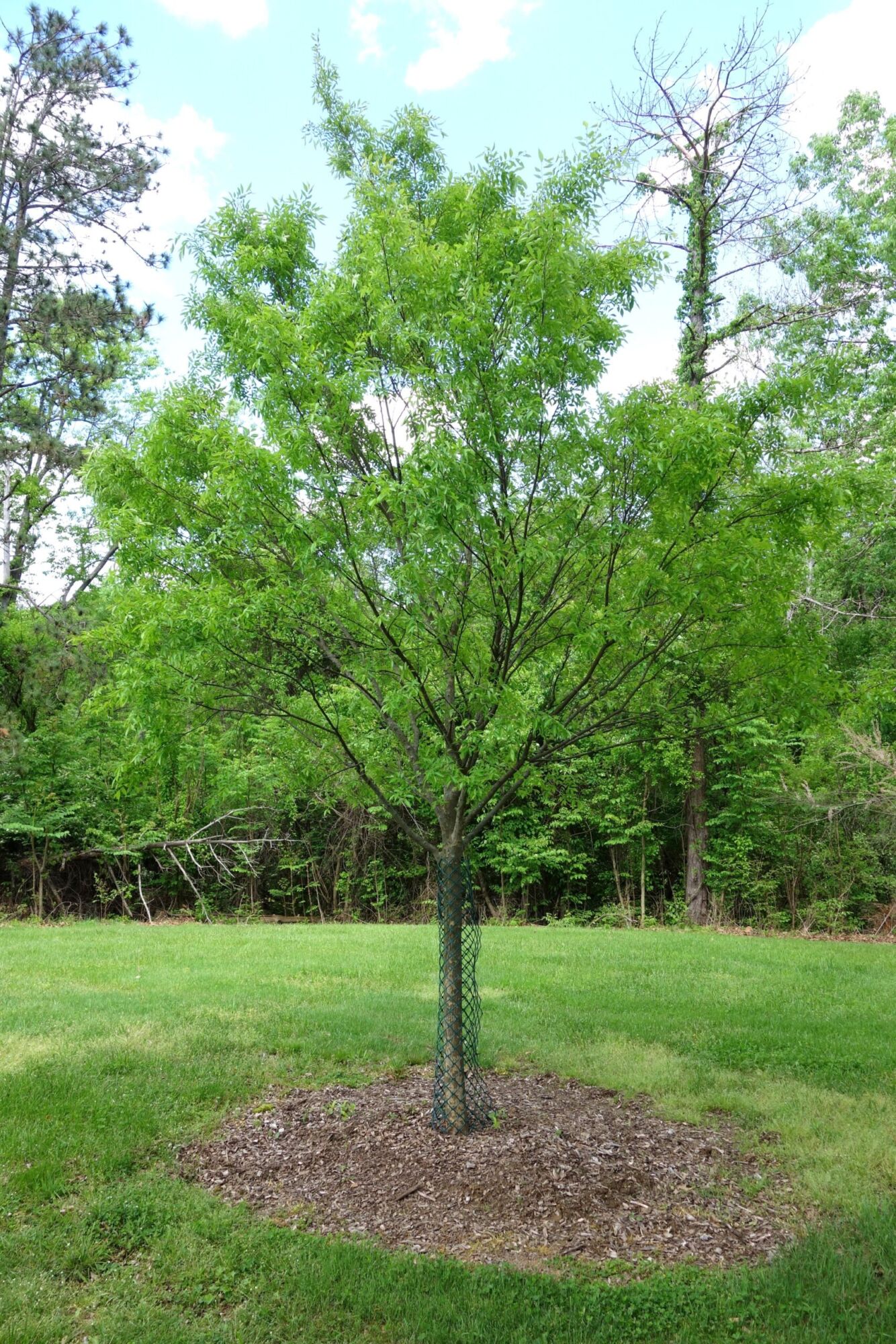 A young lacebark elm standing in a mown lawn with a mulch ring and a green trunk guard