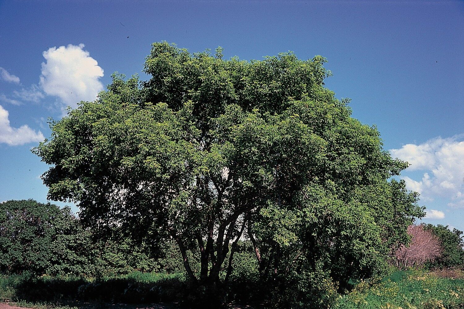 Sensation box elder maple: Full tree, summer