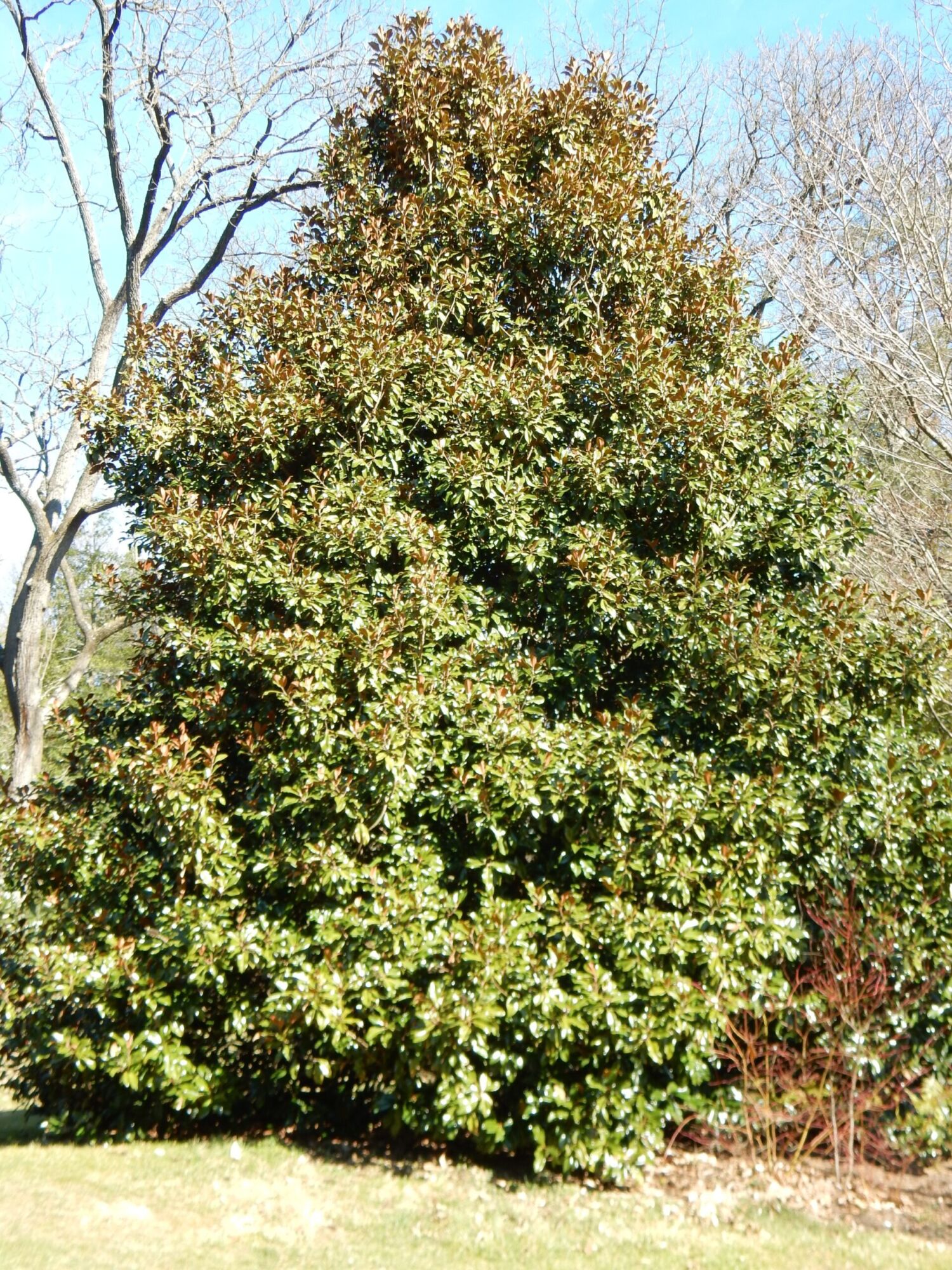 Bracken's Brown Beauty Magnolia: a dense pyramidal evergreen magnolia in full leaf in winter, surrounded by bare deciduous trees
