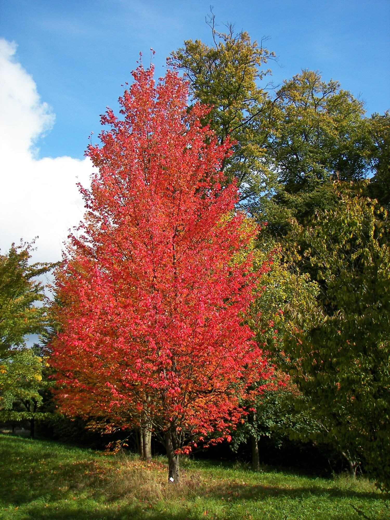 Brandywine maple: Fall color