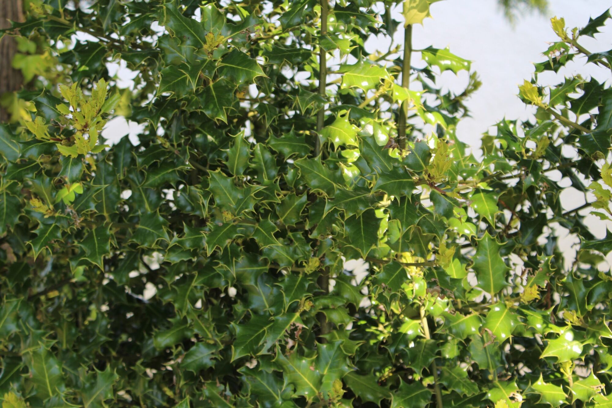Bratz Male American Holly: a dense mass of glossy spined American holly foliage catching the light