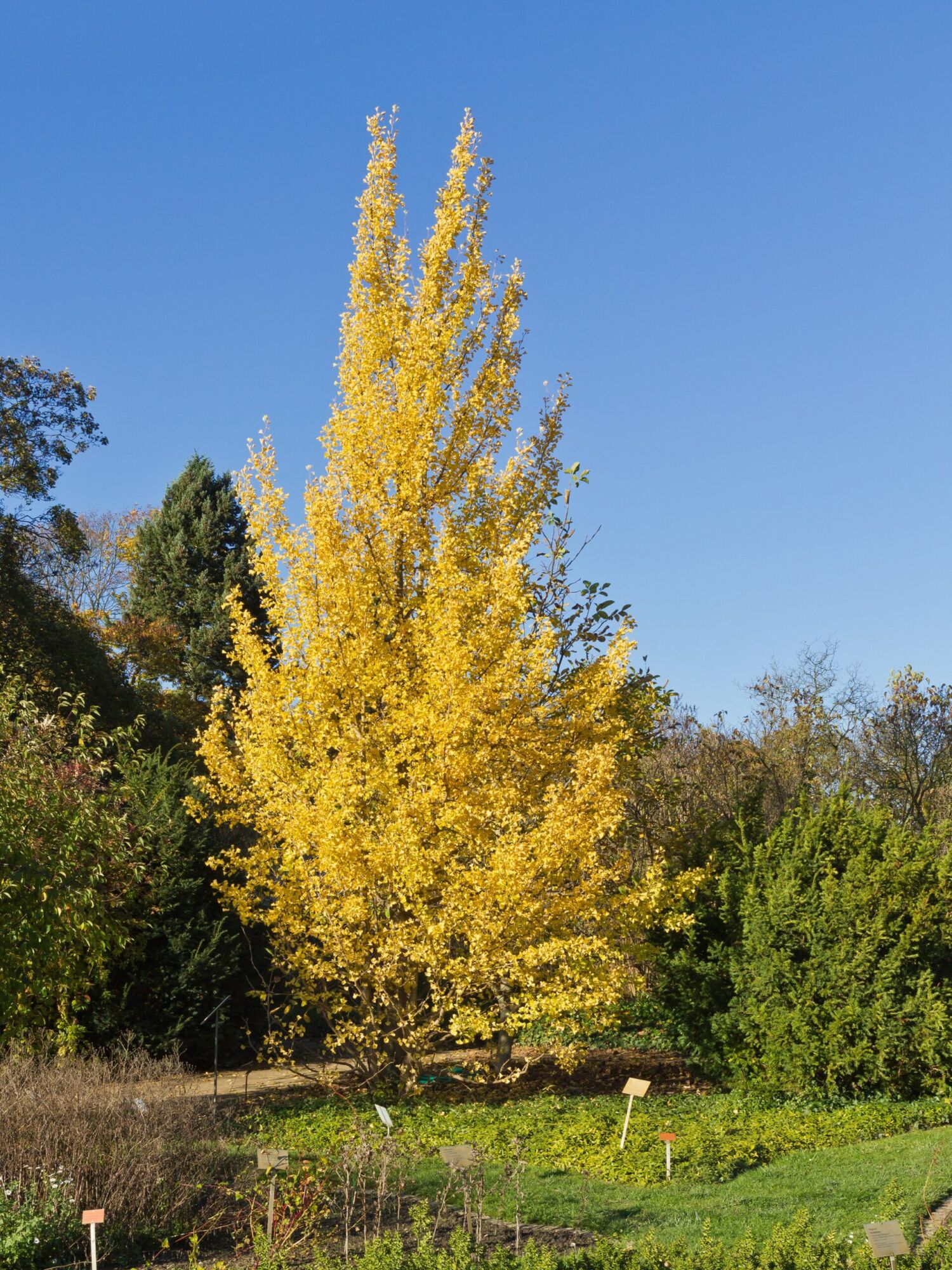 Brooks Kentucky Ginkgo: upright ginkgo in full gold fall color