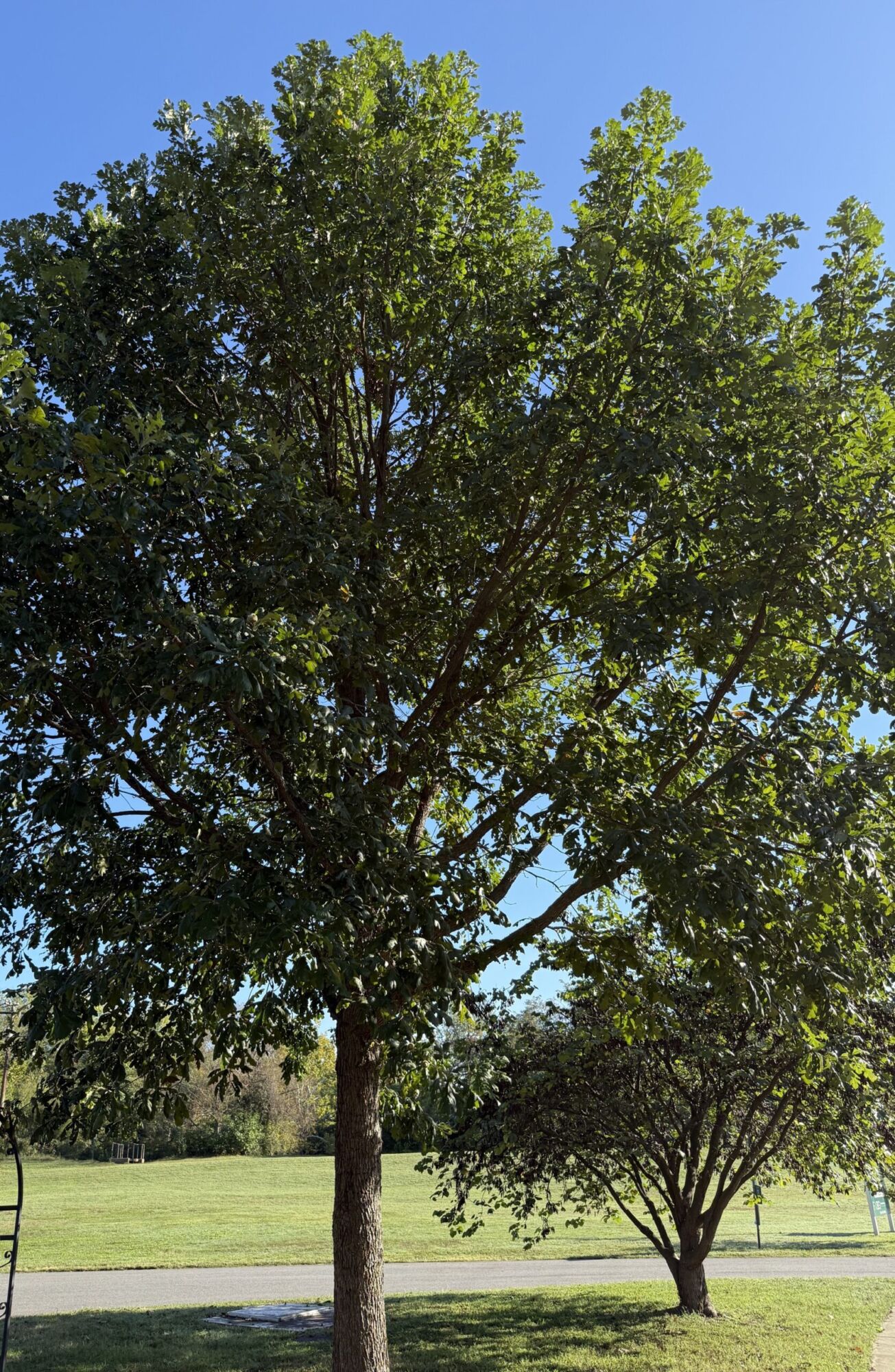 Bur Oak: a mature specimen on an open park lawn showing its broad spreading crown against a blue sky