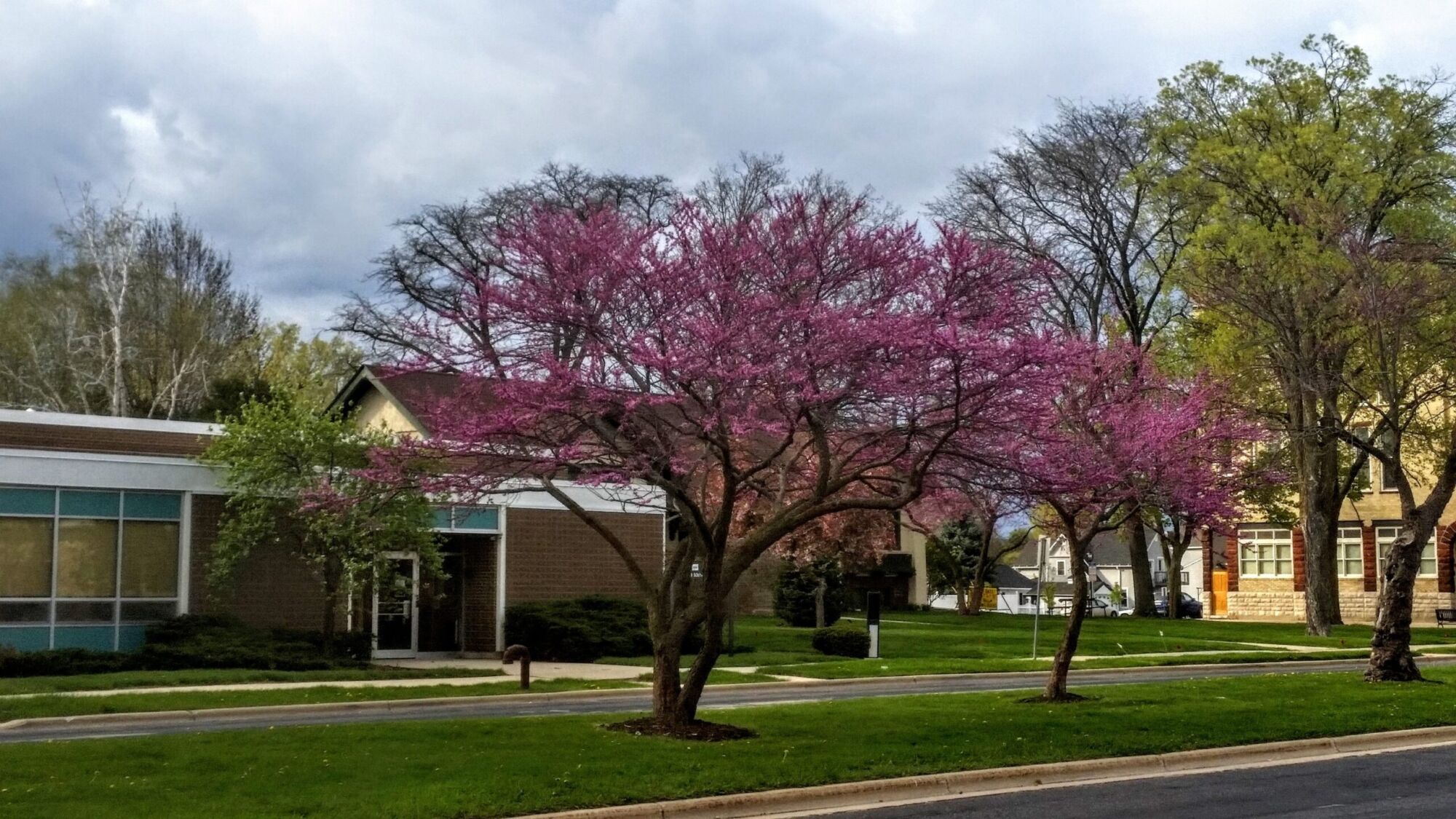 Burgundy Hearts redbud: Redbud tree in full spring bloom