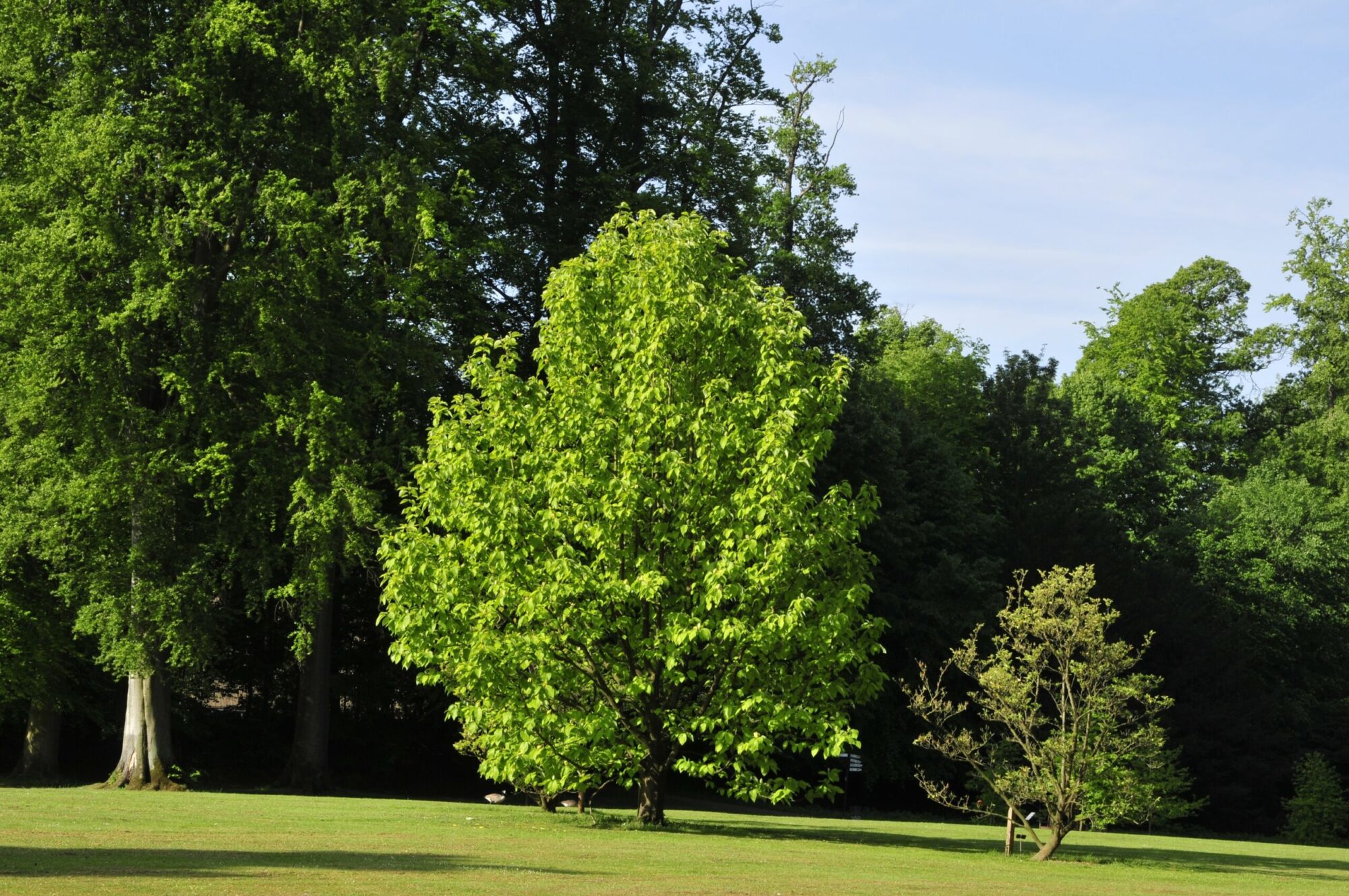 Butterflies Magnolia: a mature cucumbertree magnolia standing on parkland in full green leaf with an upright pyramidal crown
