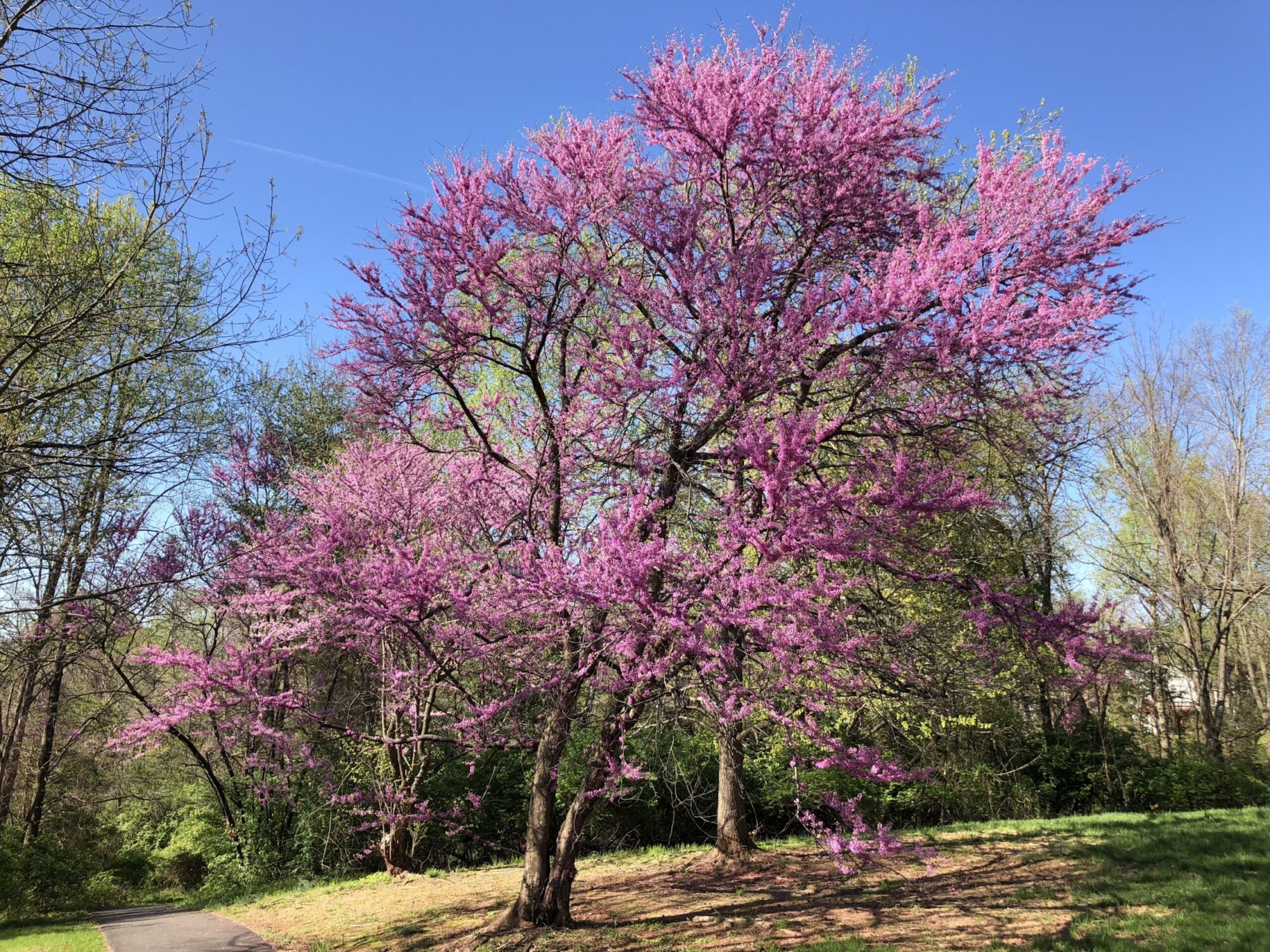 Eastern redbud: Full tree covered in pink spring bloom