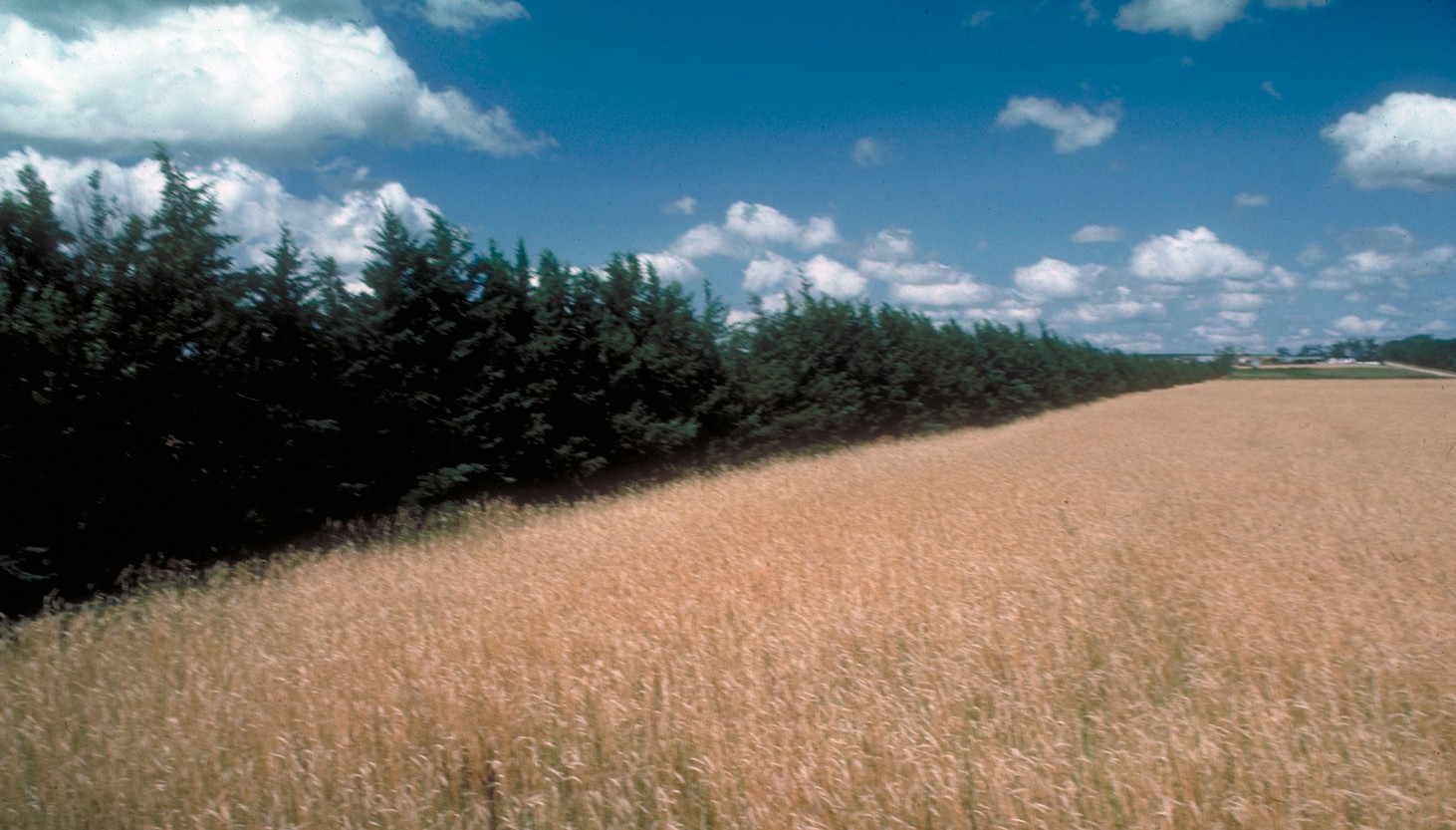 Canaertii Redcedar: a dense row of eastern redcedar forming a windbreak beside a ripening wheat field