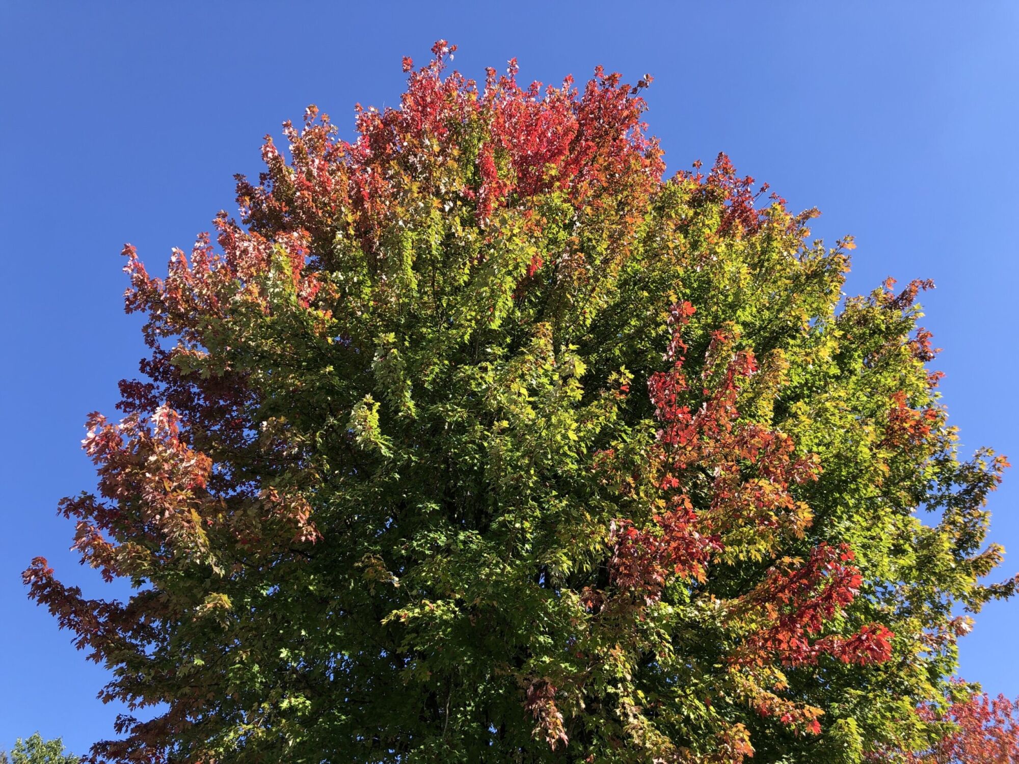 Celebration maple: Freeman maple crown mixing gold, red, and green in fall